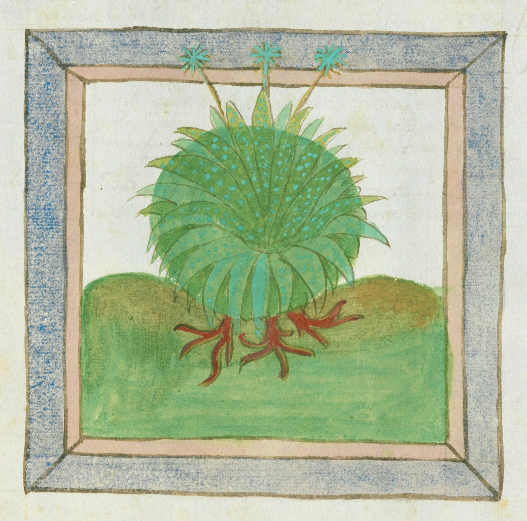 1462 painting of a hosta plant
