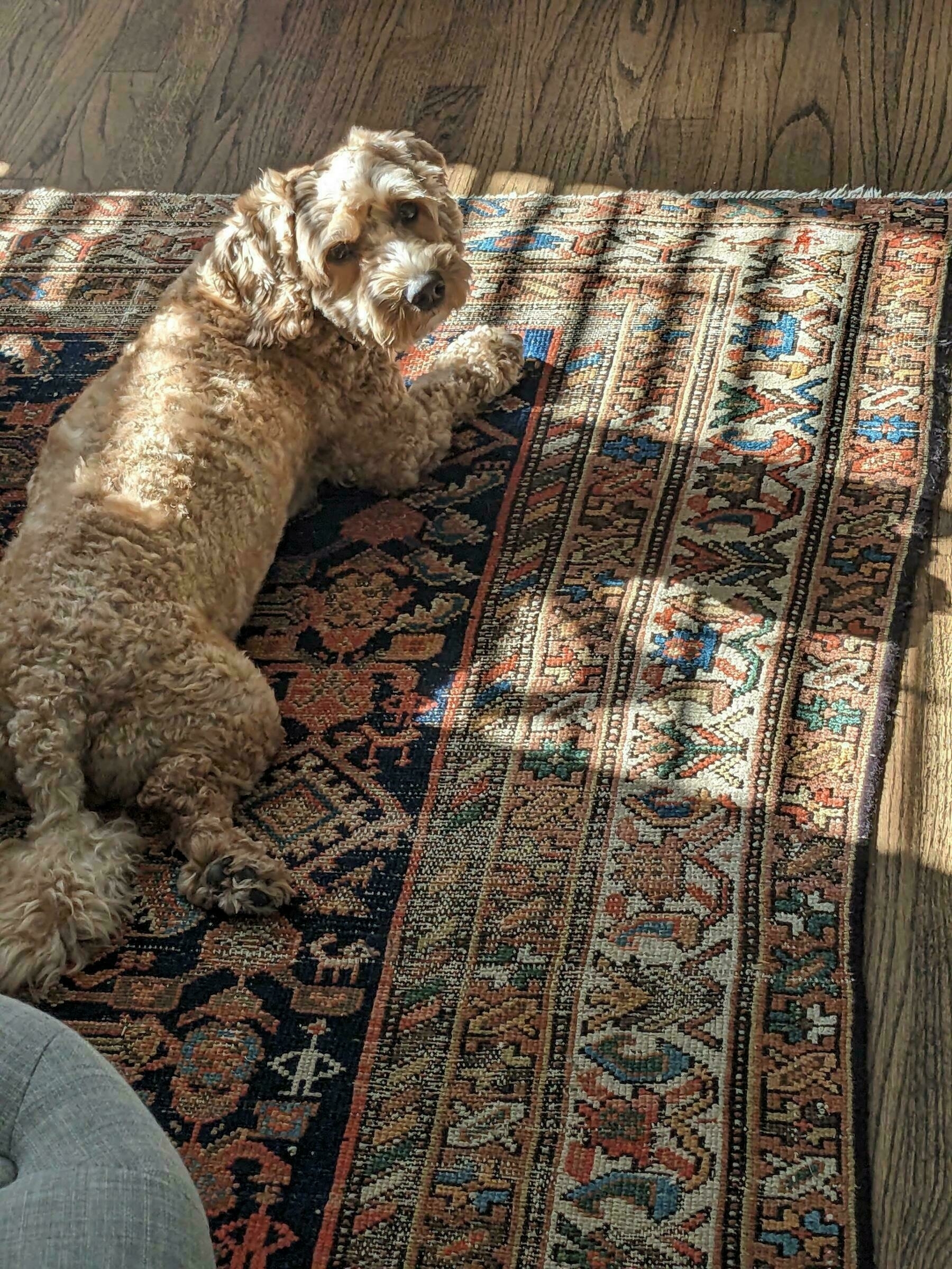 Small brown dog lying in a sunny spot on a patterned rug.