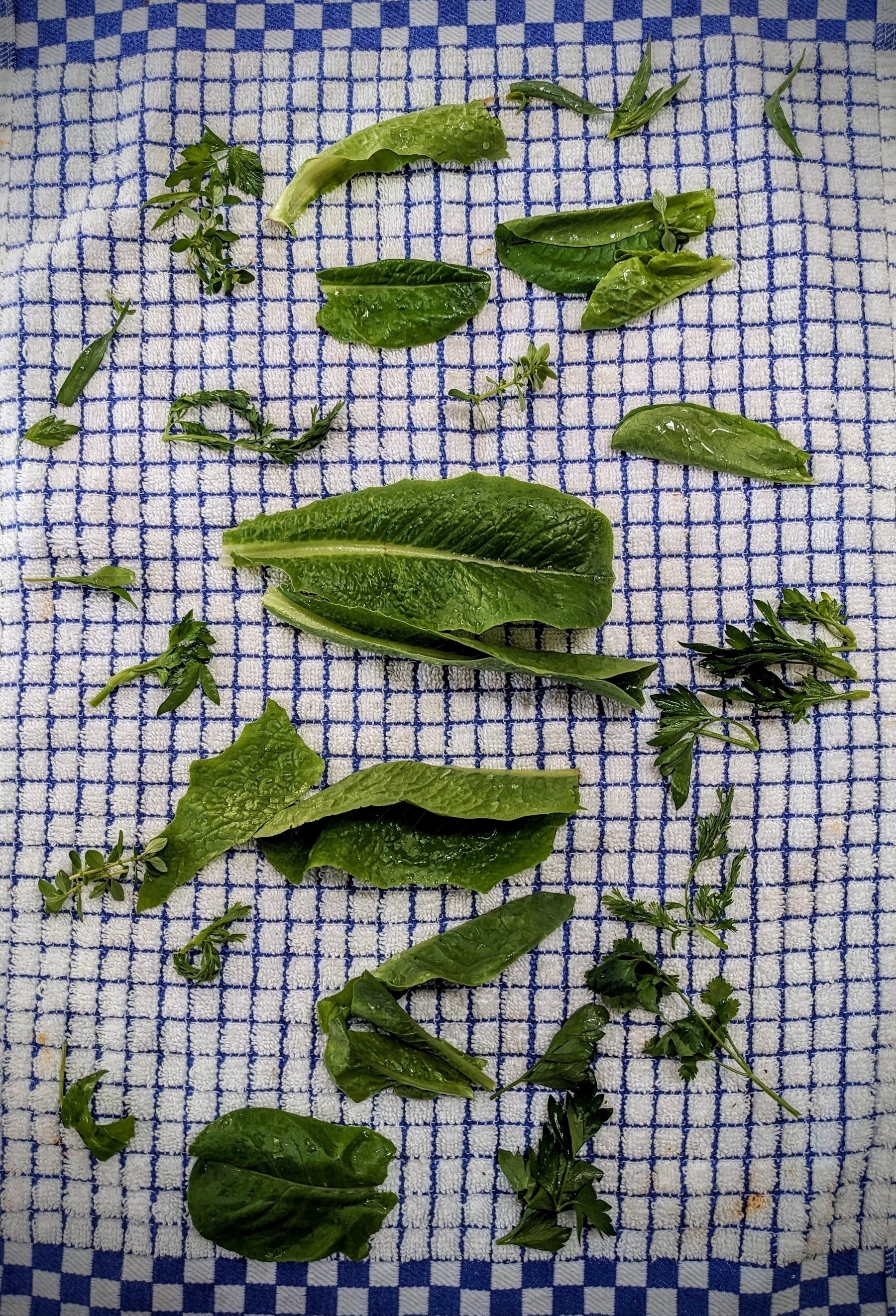 Salad greens laid out on a blue-and-white-checked towel.
