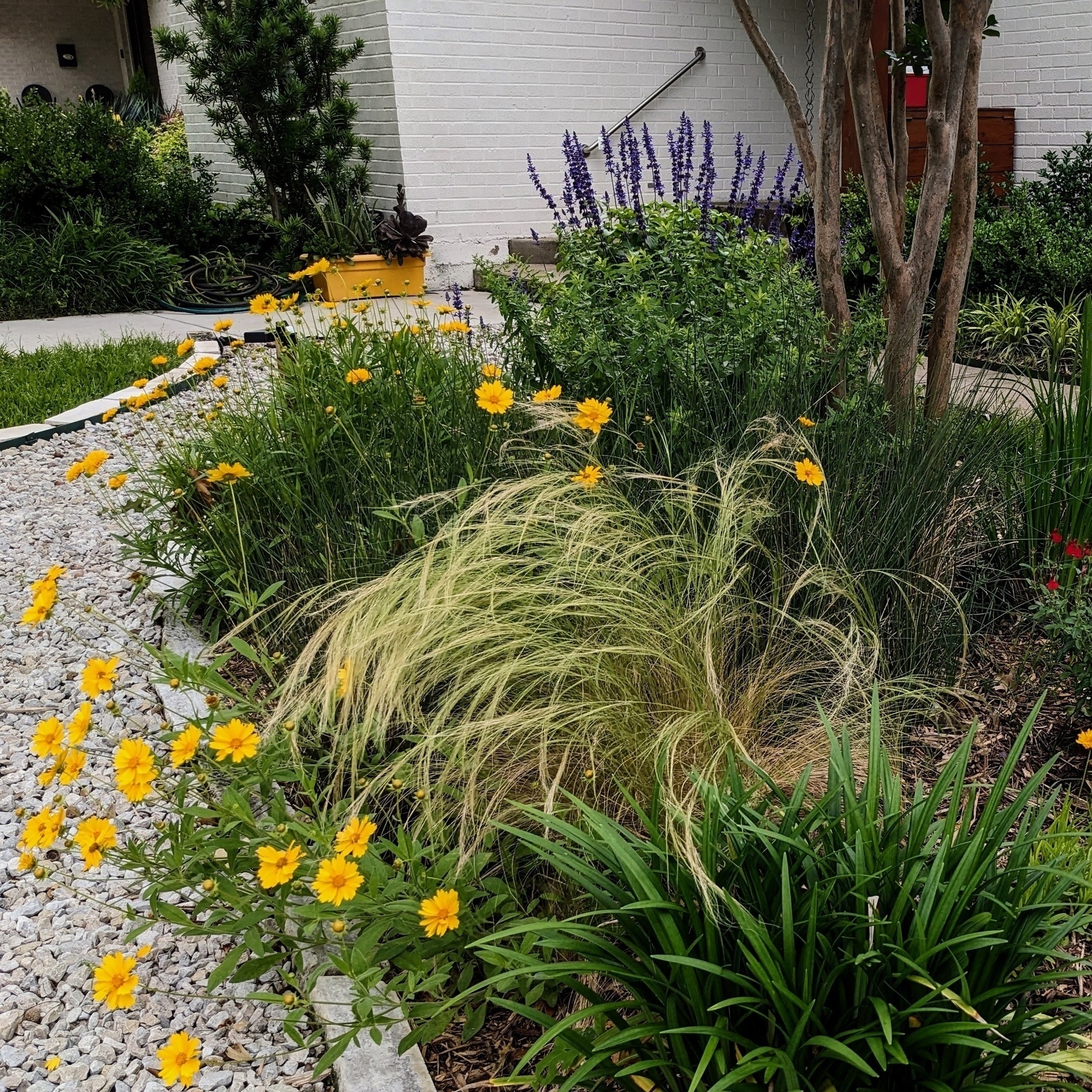 Photo of yellow coreopsis flowers in a flower bed with grasses and other flowers.