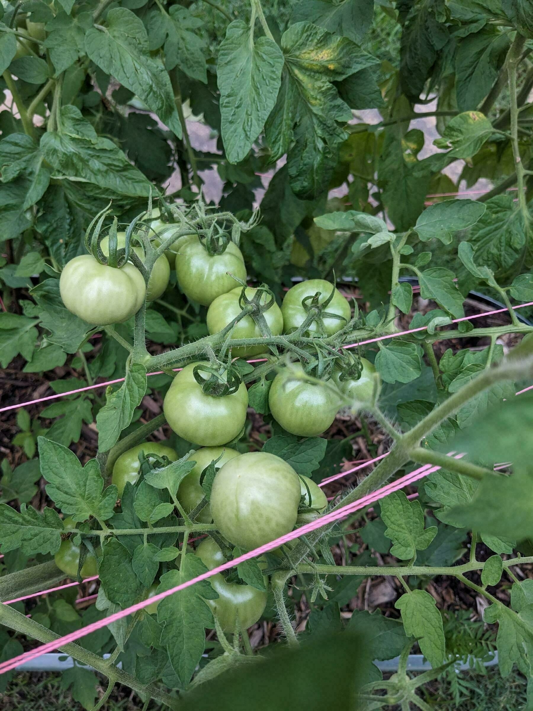 Unripe green tomatoes on the vine.