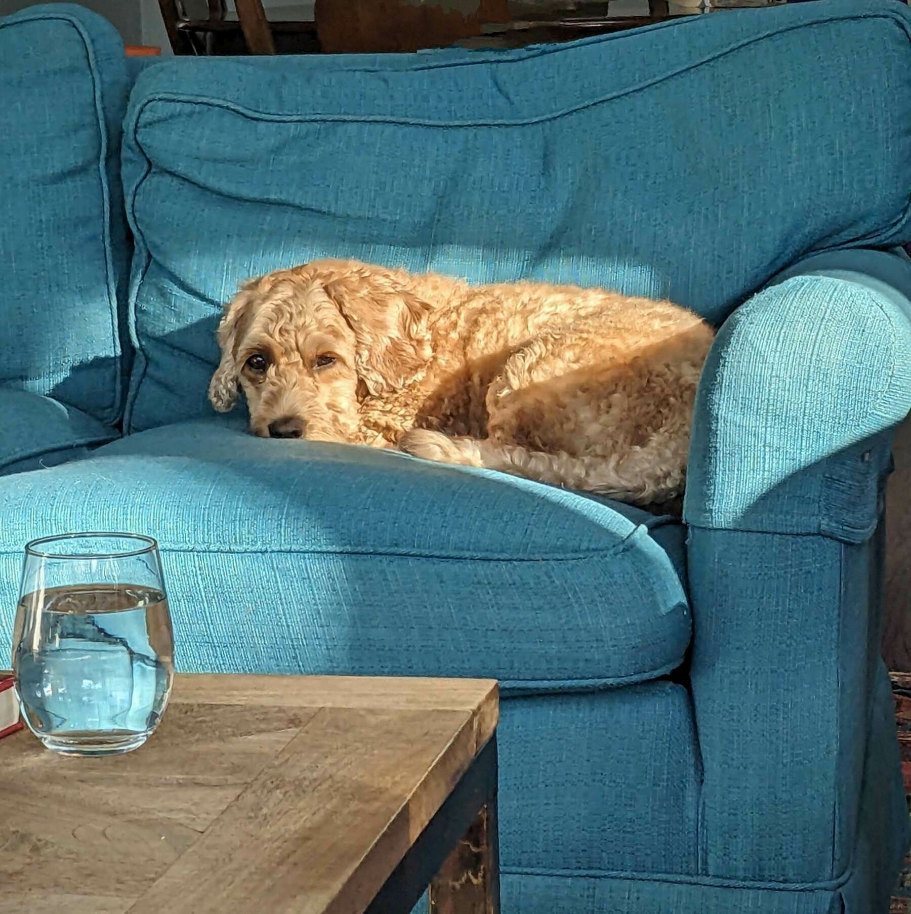 A small dog lying in the sun on a teal couch; in the foreground is a glass of water on a table.