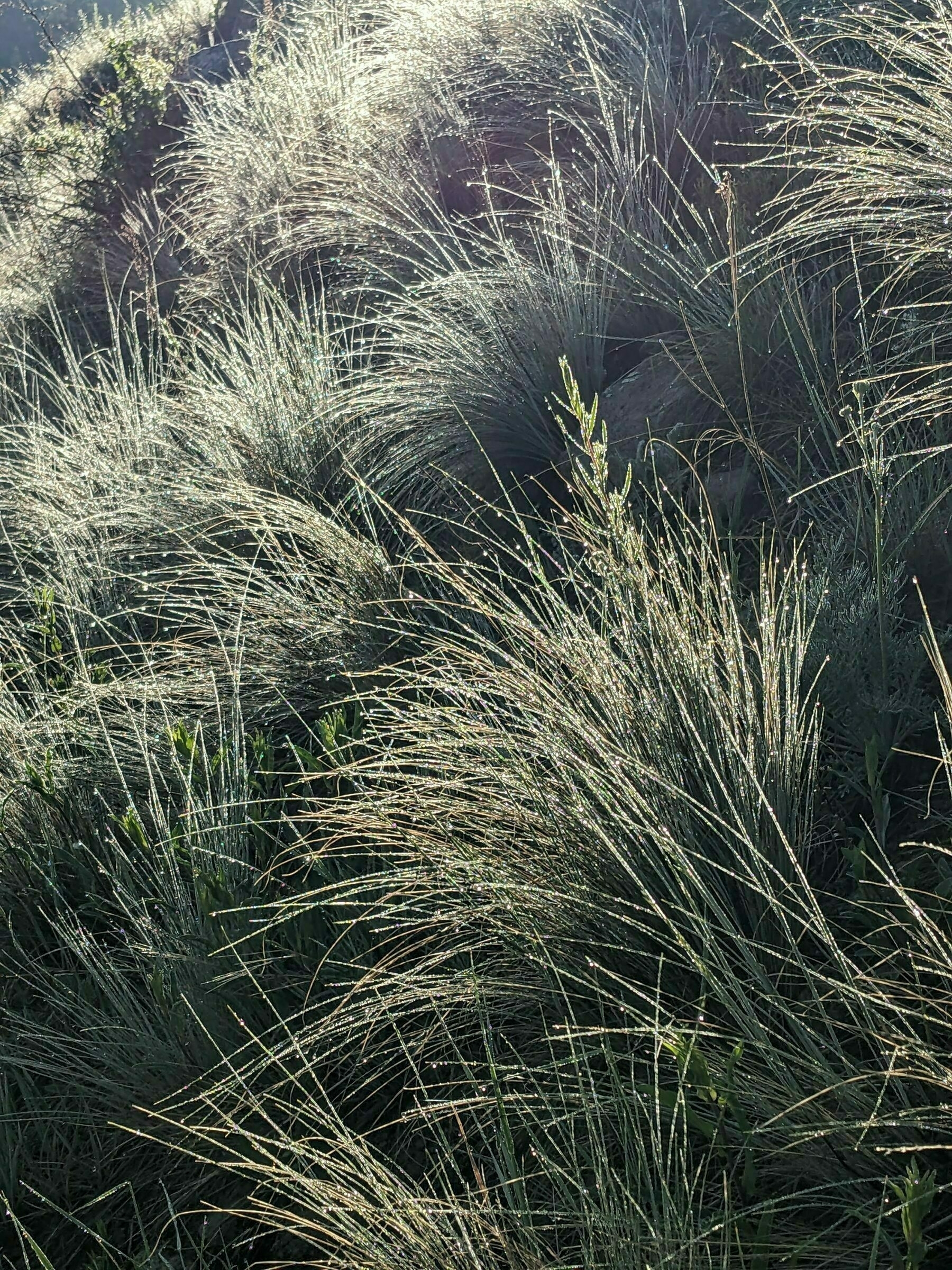 Grasses wet with dew and backlit by the rising sun