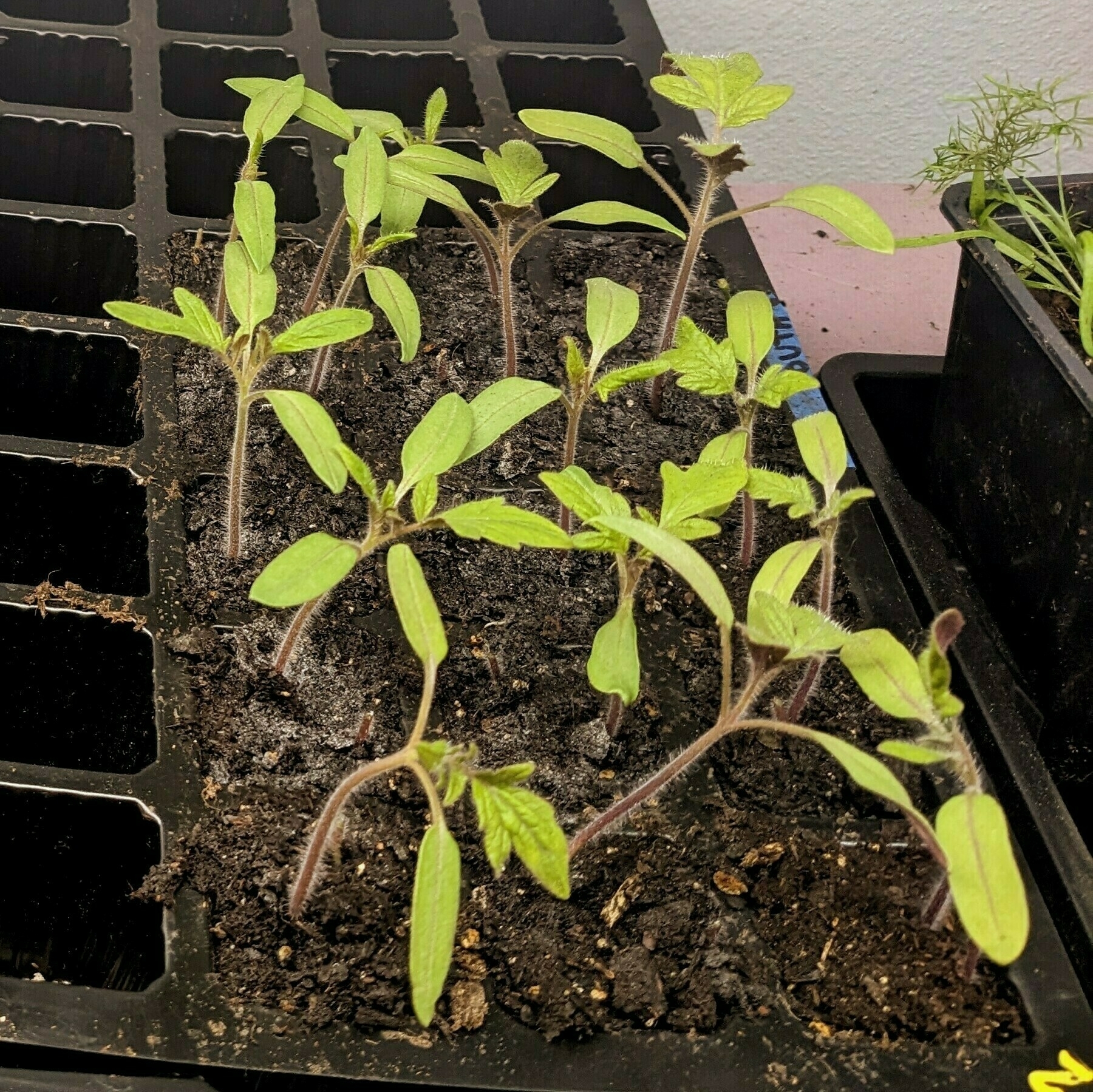 Tomato seedlings in cell packs