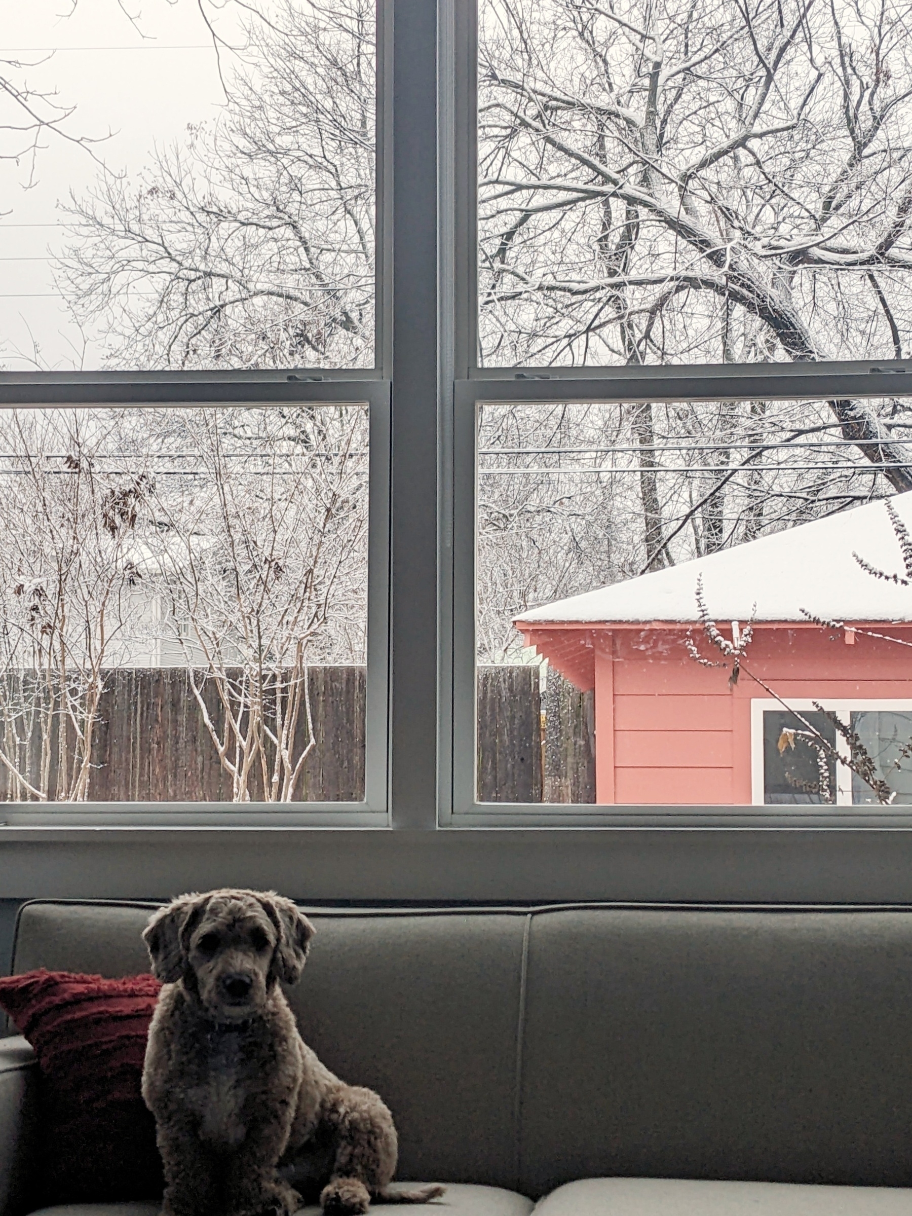 Looking through windows at bare trees dusted with snow; a small dog sits in shadow on a tan couch in front of the windows