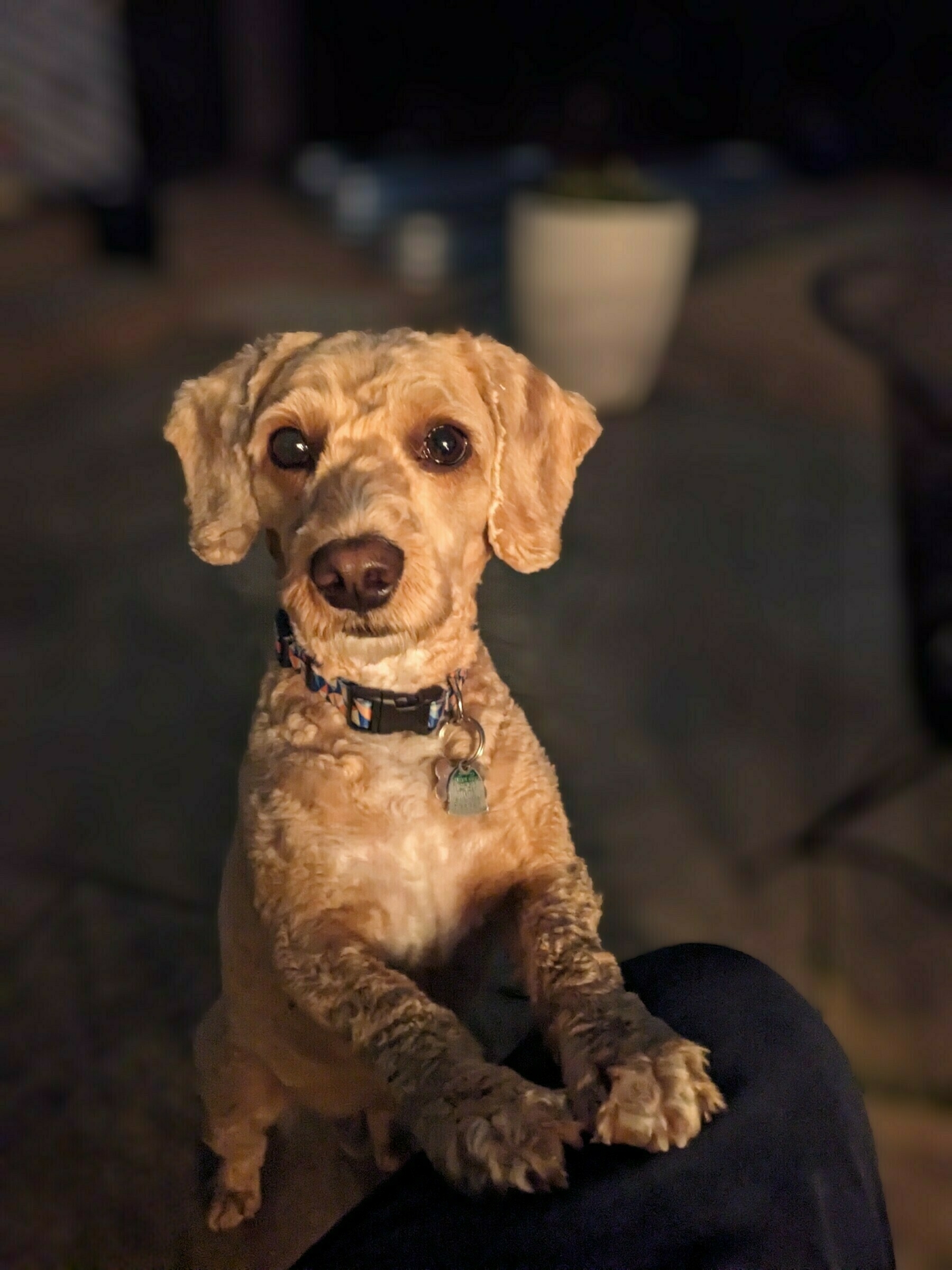 Auto-generated description: A dog with curly fur is standing on its hind legs, resting its front paws on a person's knee, with a potted plant in the background.