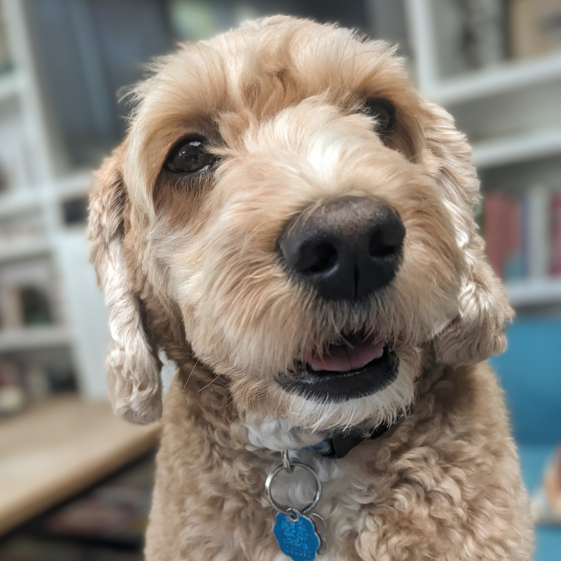 Auto-generated description: A curly-haired dog with a blue tag is looking upwards with a soft expression.