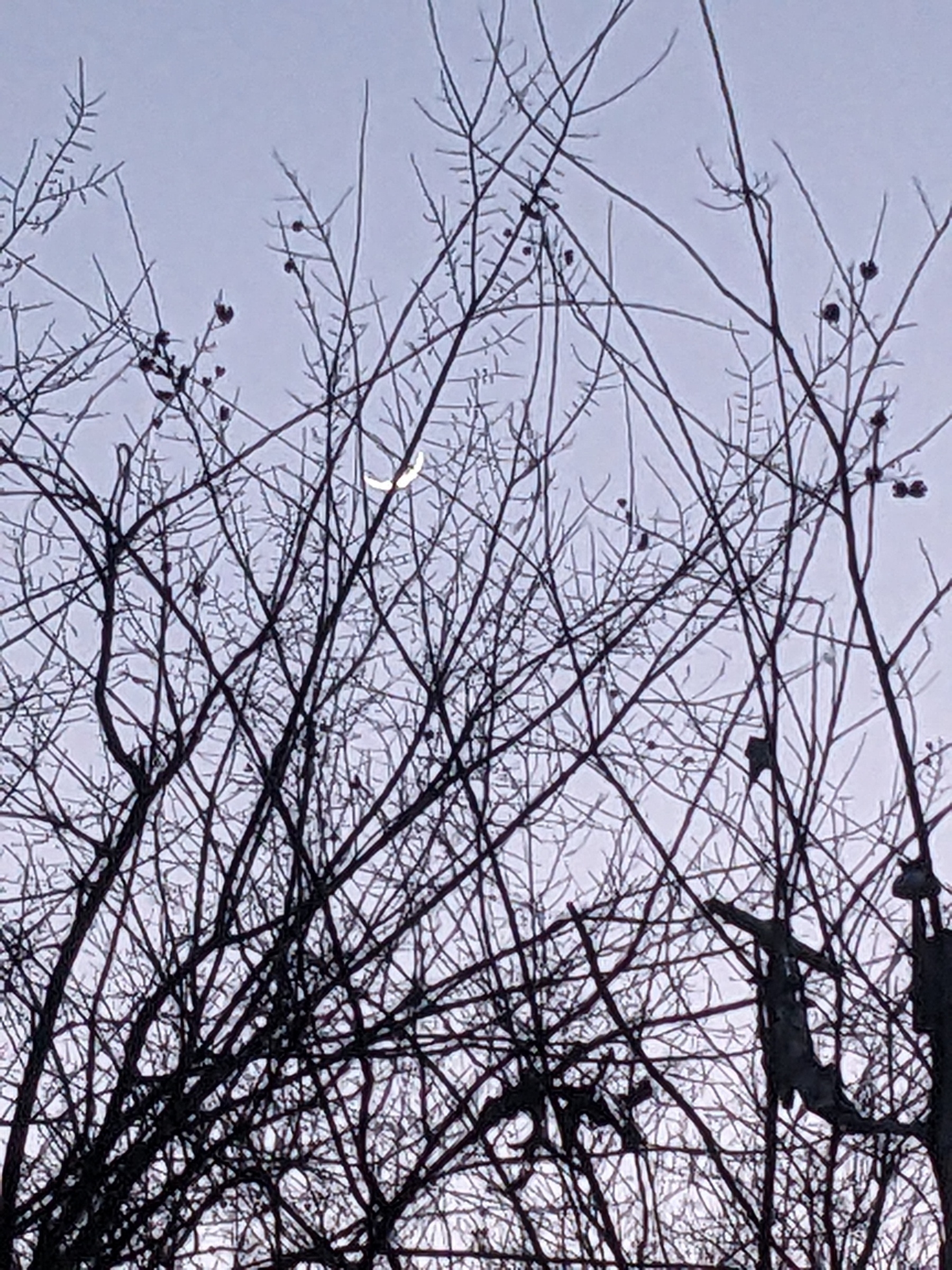 a crescent moon through silhouetted bare trees