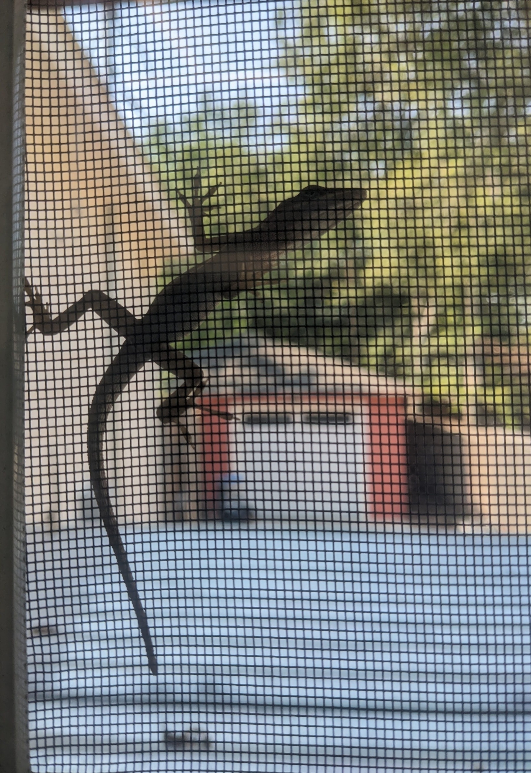 Auto-generated description: A lizard is perched on a mesh screen with a blurry outdoor scene in the background.