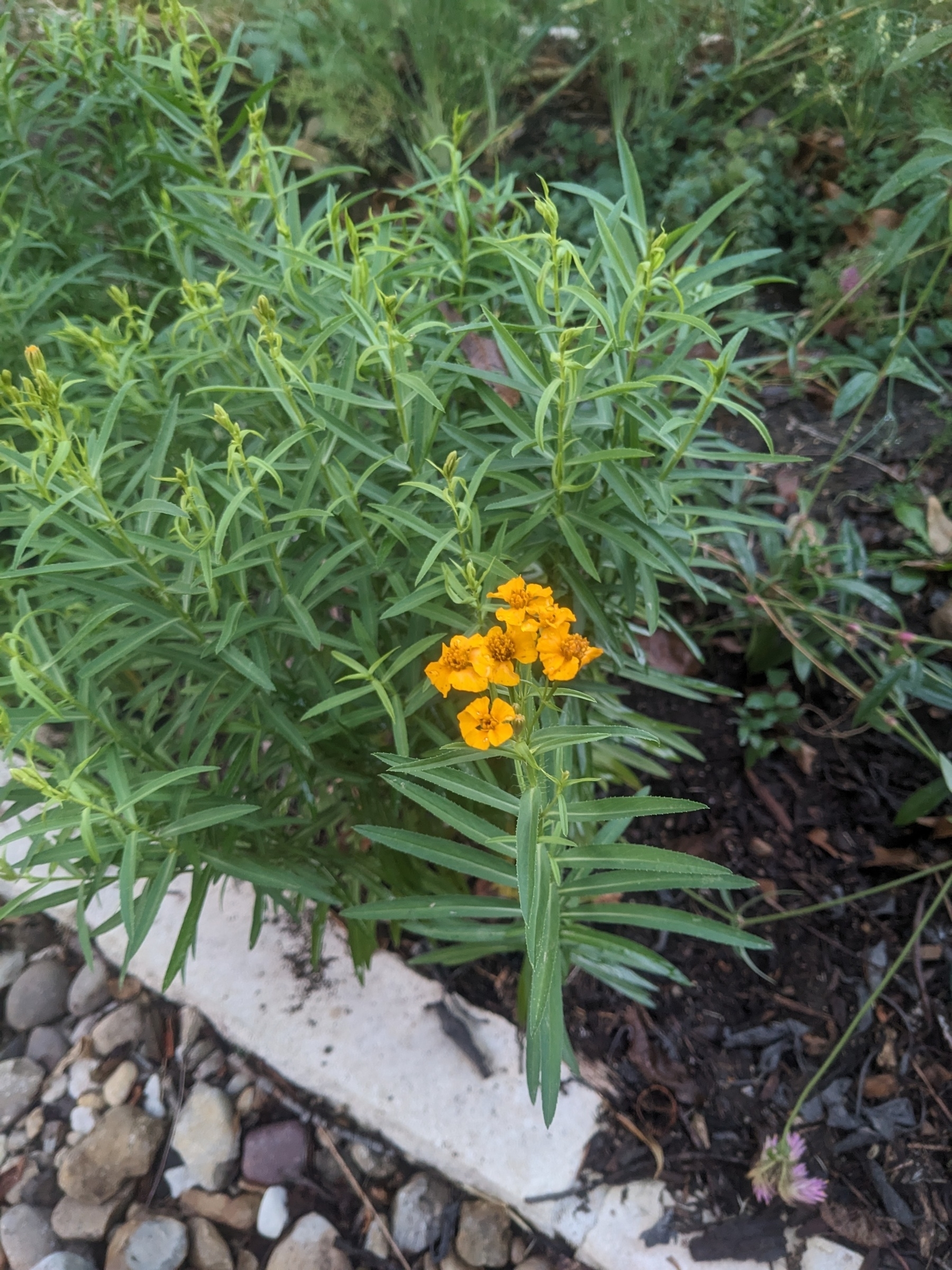 A plant with slender green leaves features clusters of small, vibrant orange flowers growing in a garden bed.