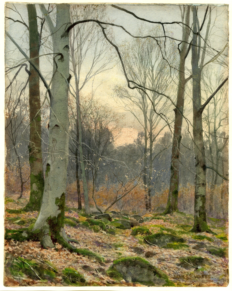 Auto-generated description: A serene forest landscape with bare trees, scattered rocks, and a soft glow from the setting or rising sun.