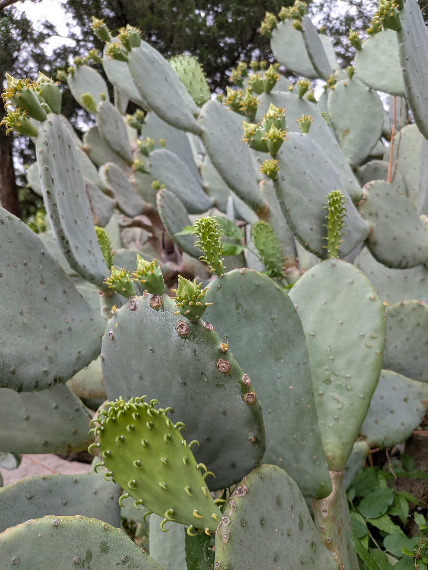 Auto-generated description: Several prickly pear cacti with green pads and new growth are densely clustered together.