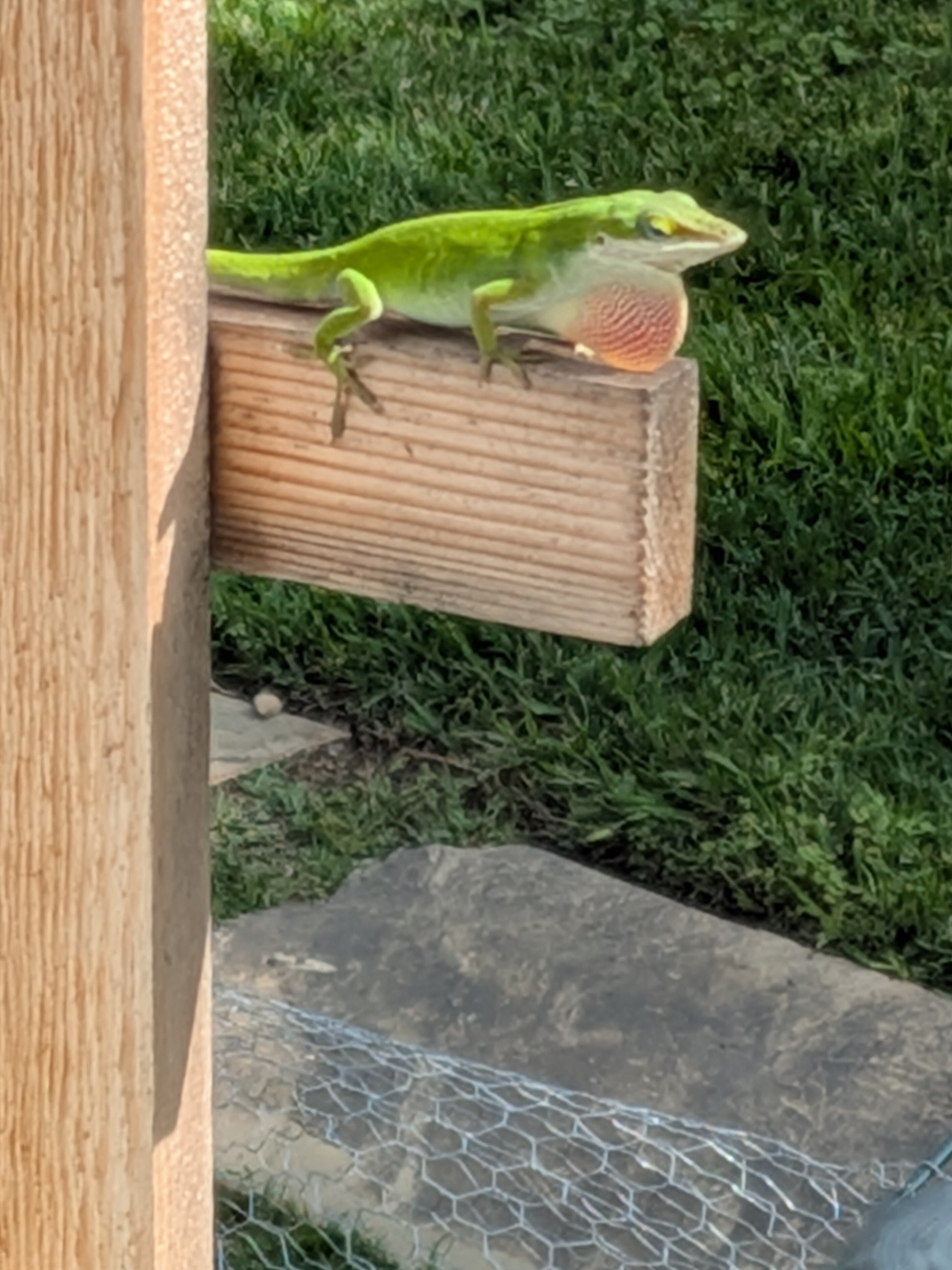 A green anole with an extended dewlap is perched on a wooden fence beam in a grassy area.