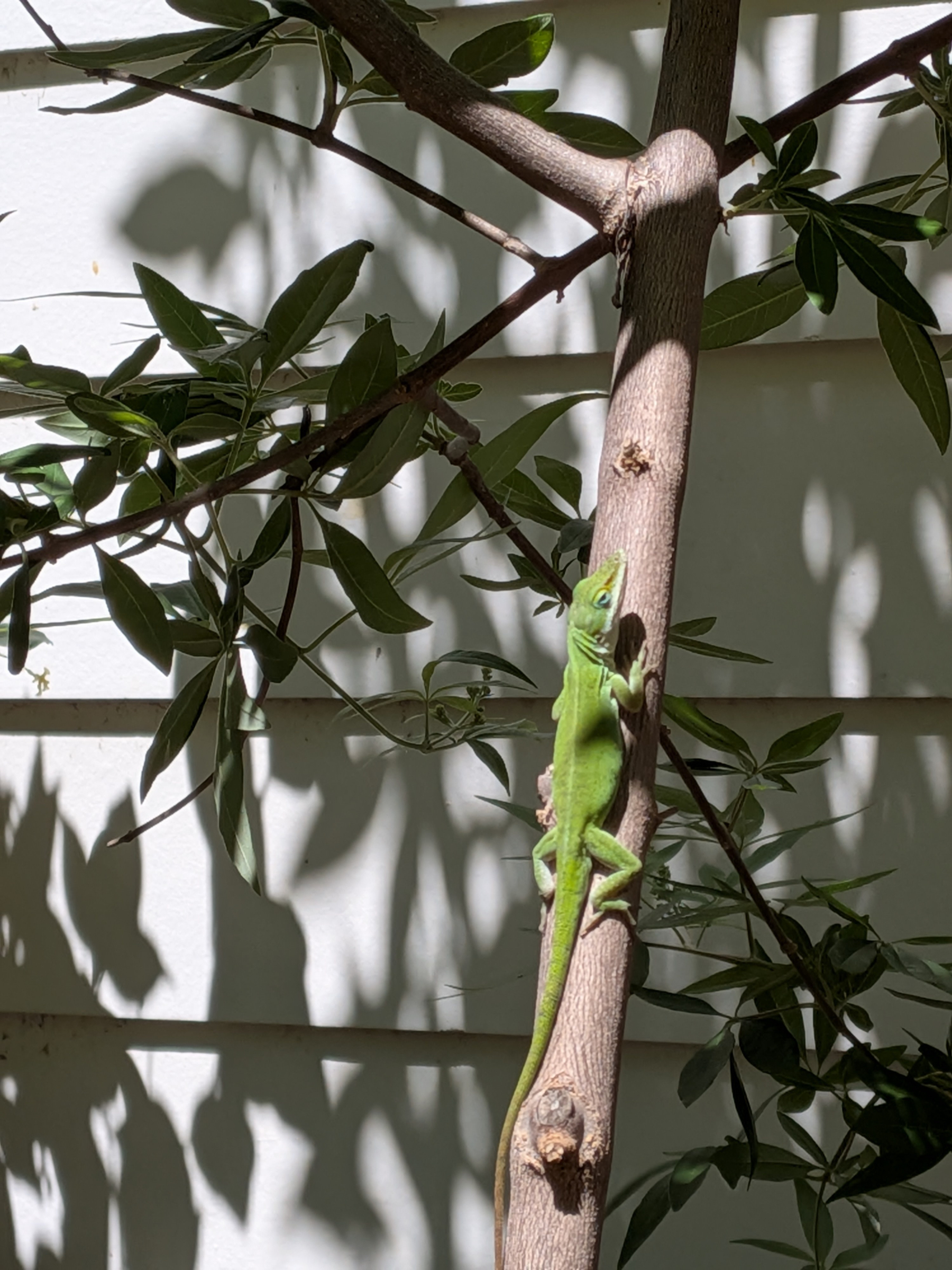 A green anole lizard is climbing up a tree branch against a white wall with leafy shadows.