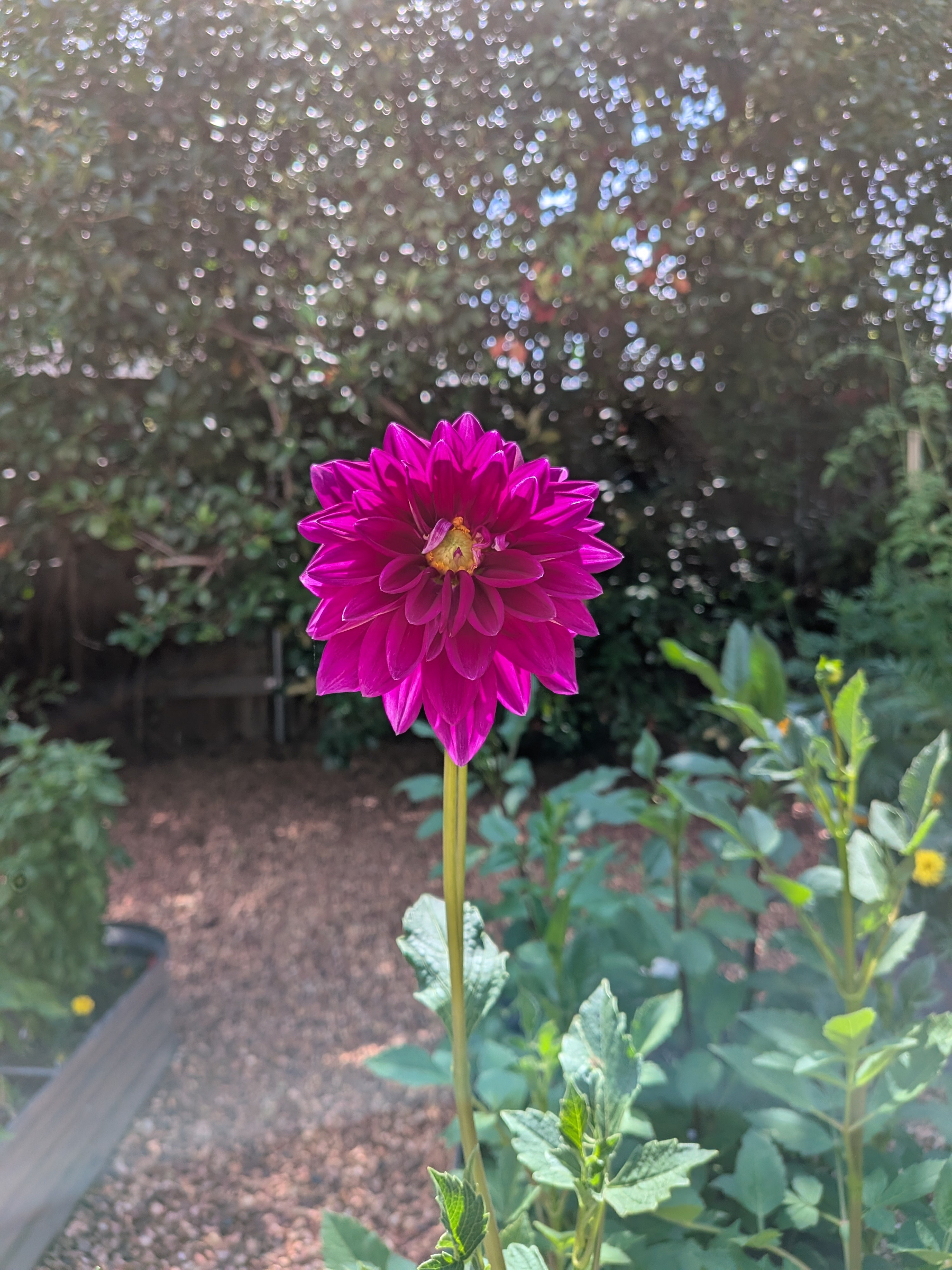 Auto-generated description: A vibrant purple dahlia flower stands tall amidst a garden with surrounding greenery and a pebbled path.