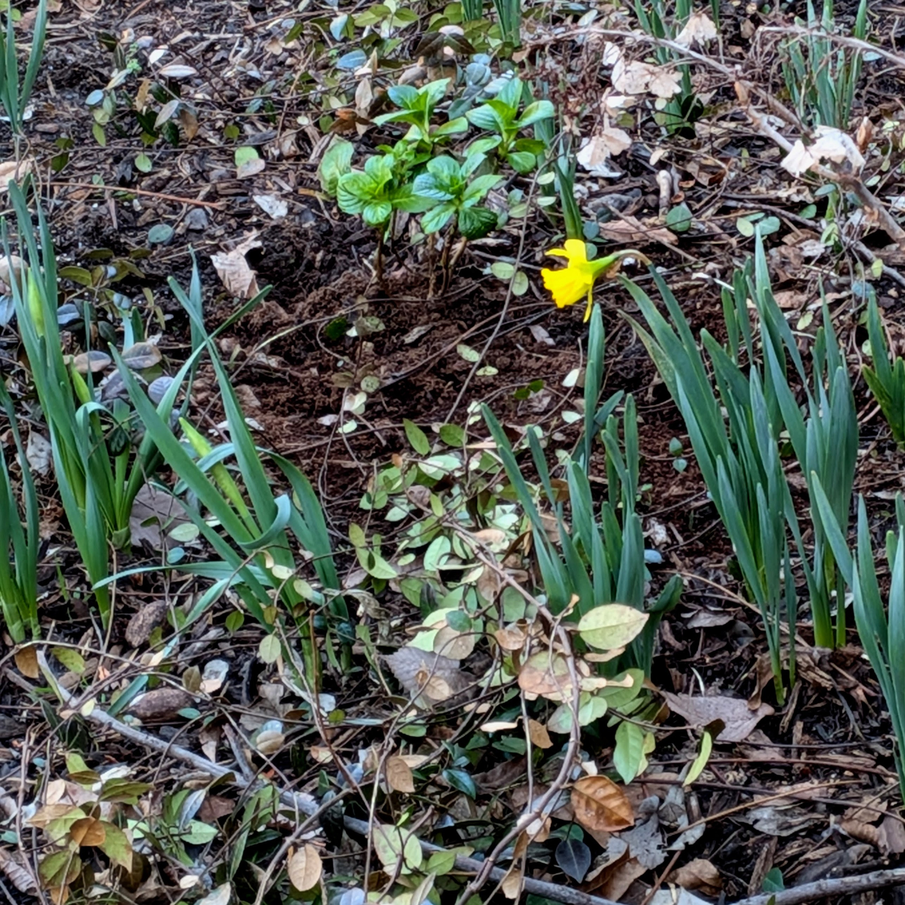 Auto-generated description: A single yellow daffodil grows among green plants and brown fallen leaves.