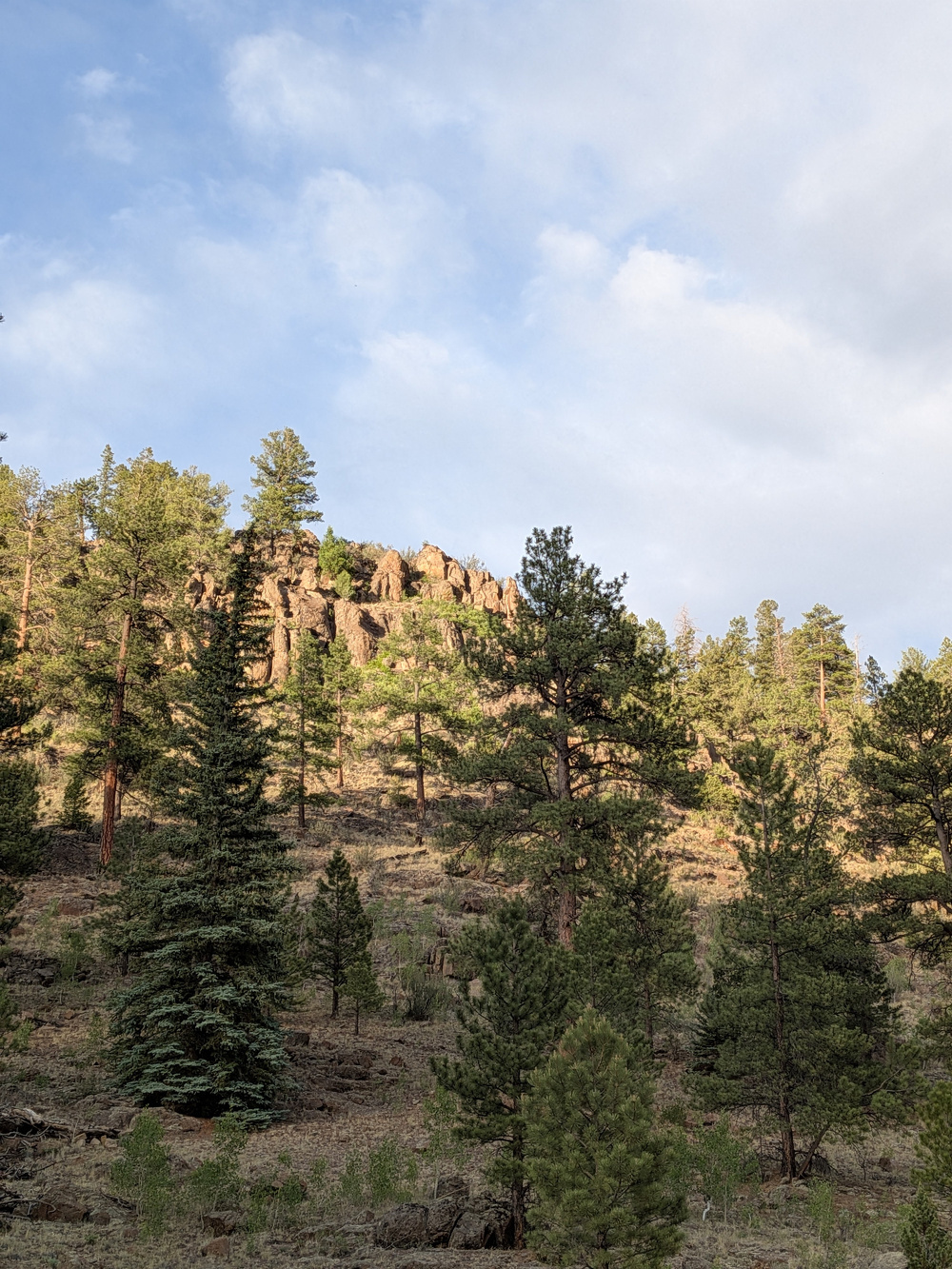 A rocky hillside is covered with a variety of evergreen trees under a partly cloudy sky.