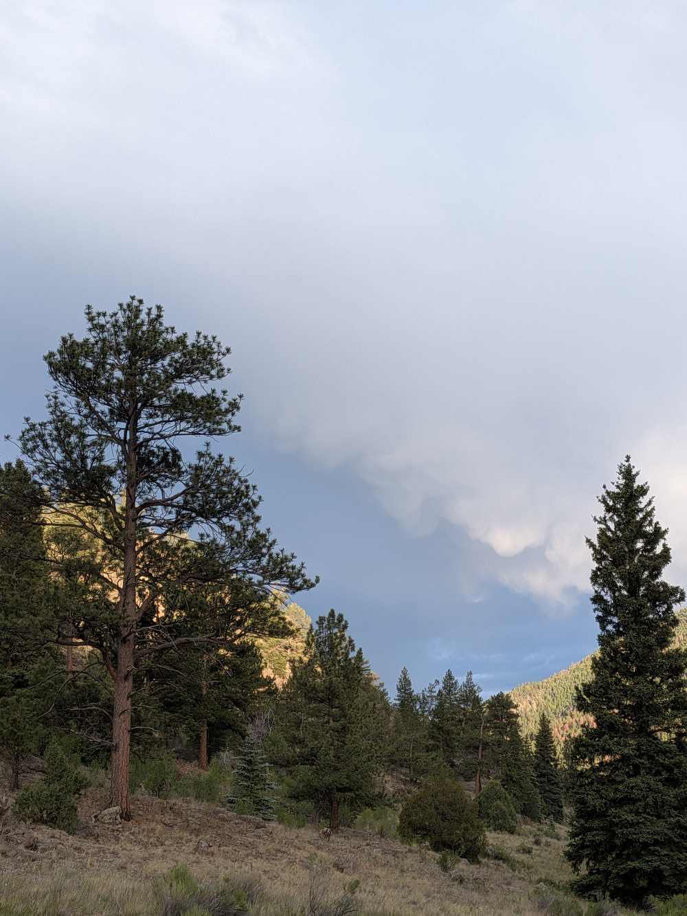 A scenic landscape features tall trees, a cloudy sky, and distant hills.