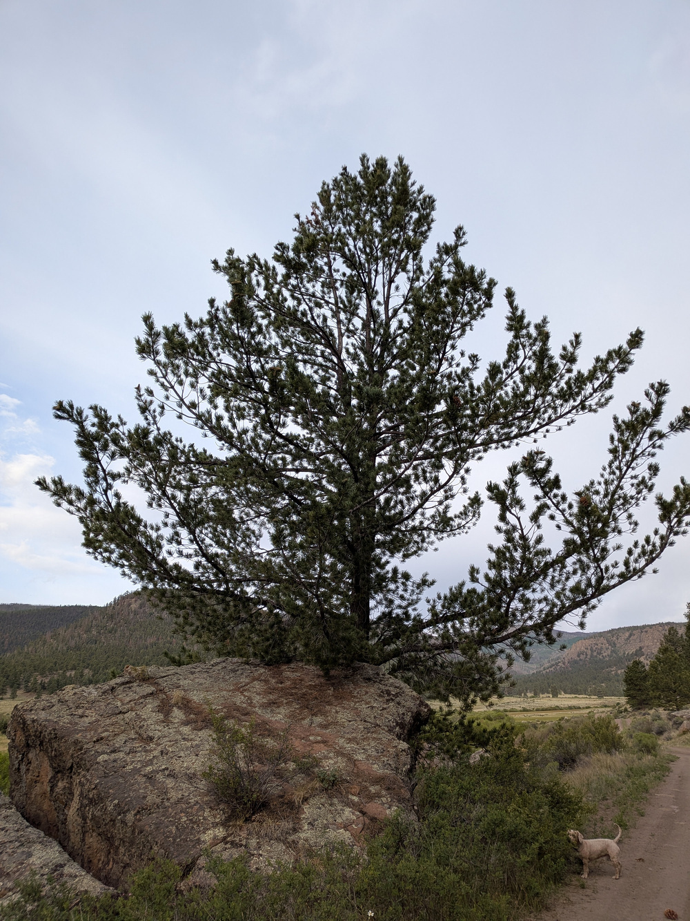 A large tree is growing from a rock in a grassy landscape with hills in the background.