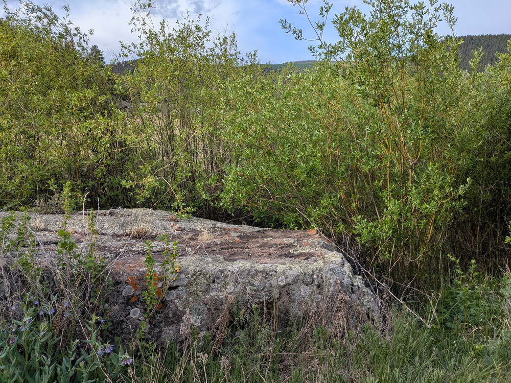 A large rock is surrounded by tall grasses and lush green shrubs in a natural outdoor setting.