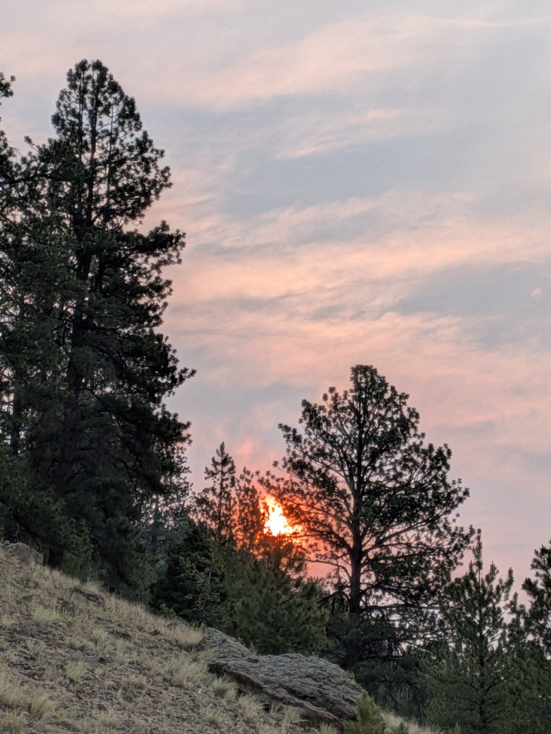 Pine and fir trees backlit by a fiery sunrise through clouds