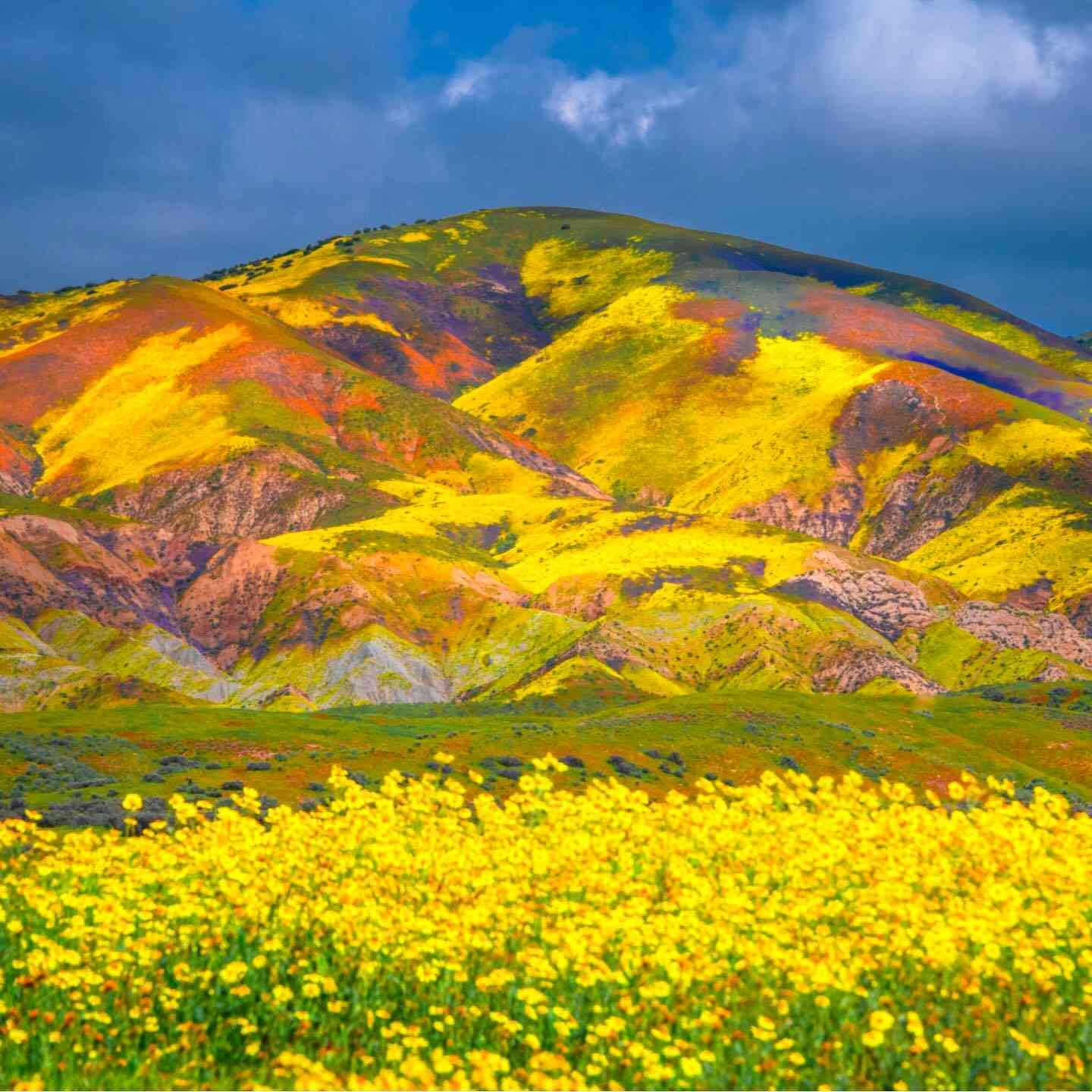 Auto-generated description: A landscape showcasing hills covered with vibrant yellow and orange wildflowers under a cloudy blue sky.