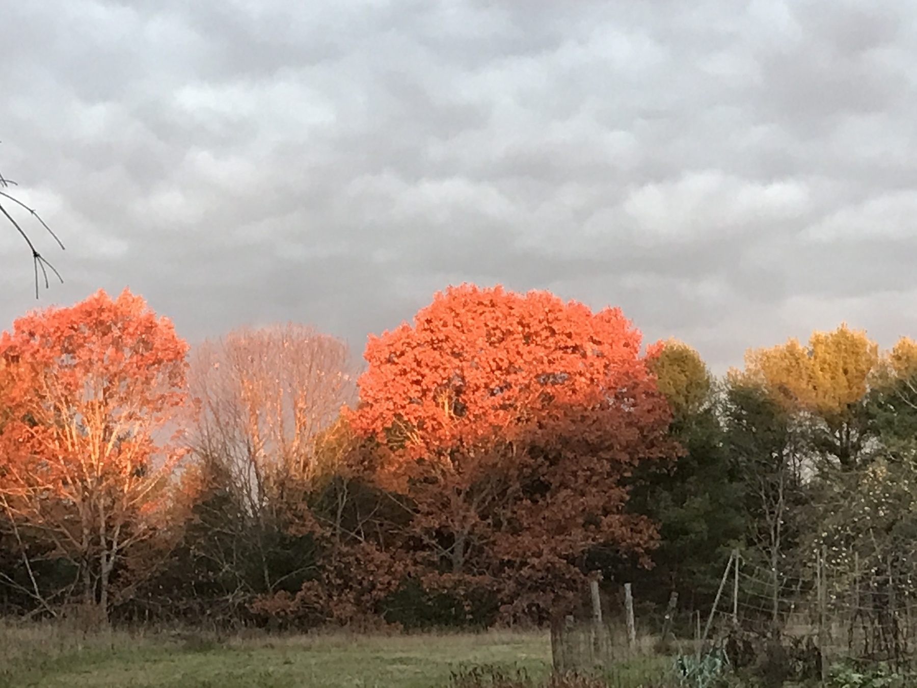Red leaved tree with gray clouds