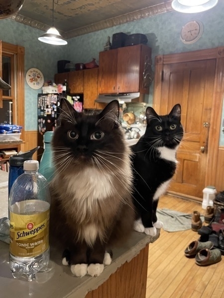 Two Cats, one black and tan and another black and white witting on a kitchen counter