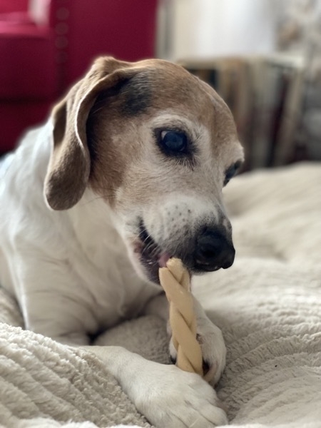 Lucy beagle with a chewy treat