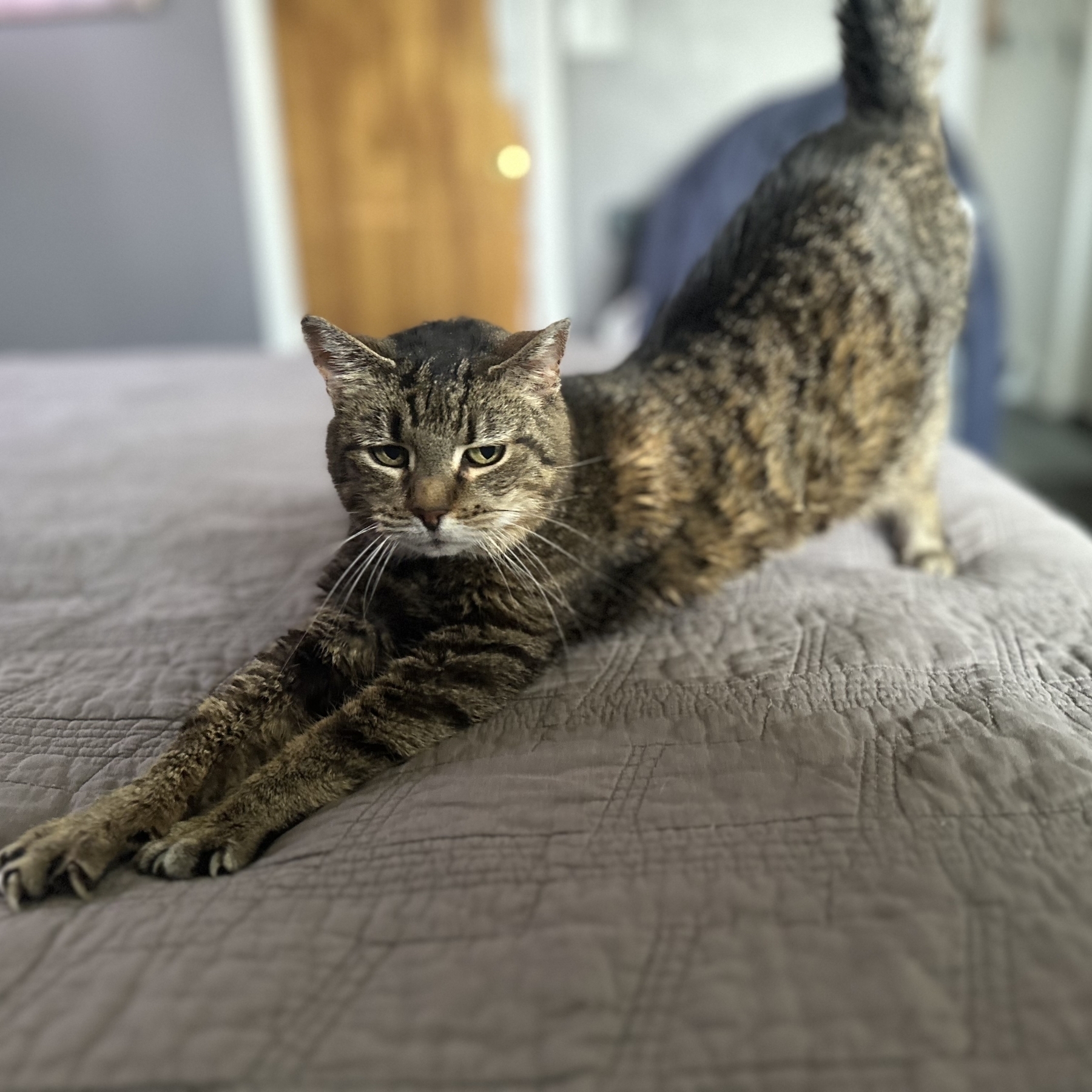 A cat is stretching on a bed.