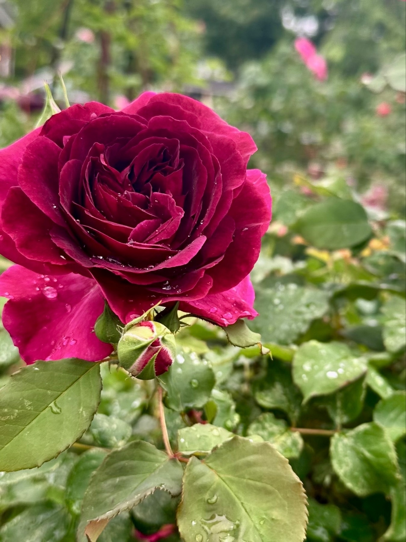 A vibrant red rose with dewdrops stands in focus against a blurred background of green foliage.