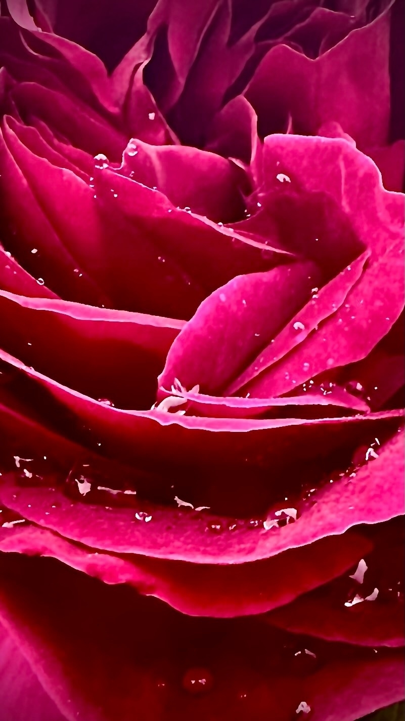 A close-up of a deep red rose with droplets on its petals.