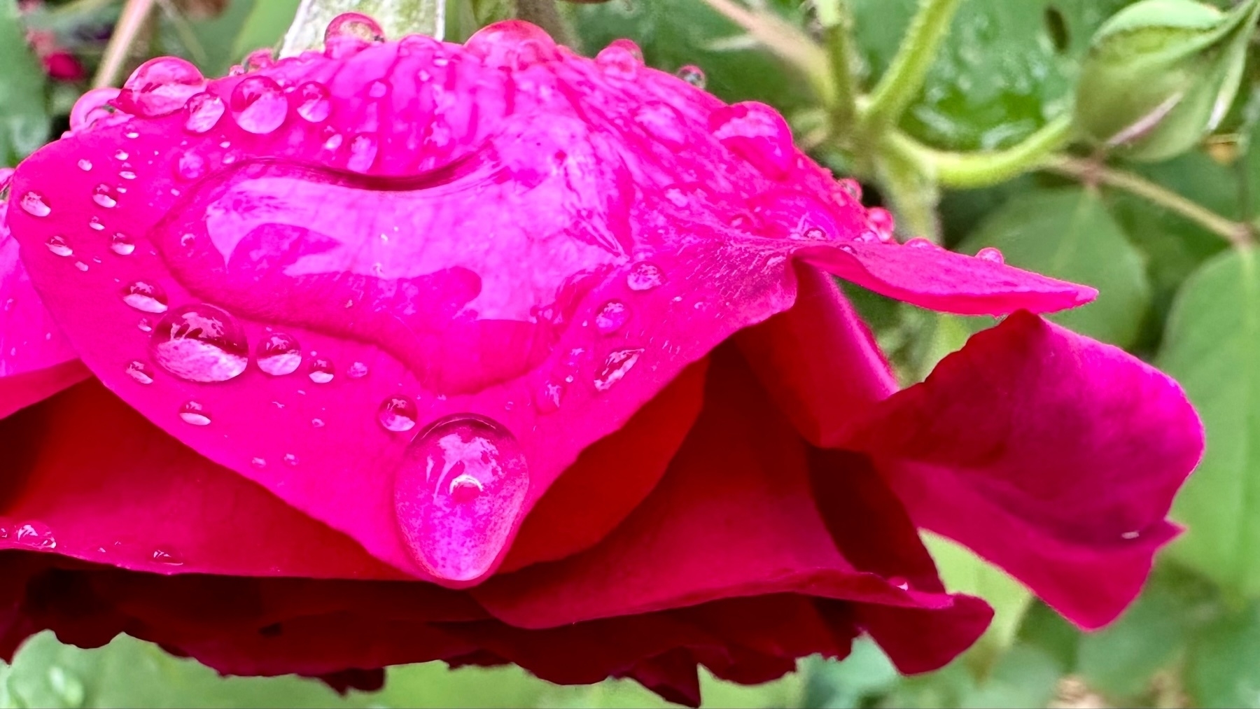 A vibrant pink rose with water droplets on its petals, set against a blurred background of green foliage.