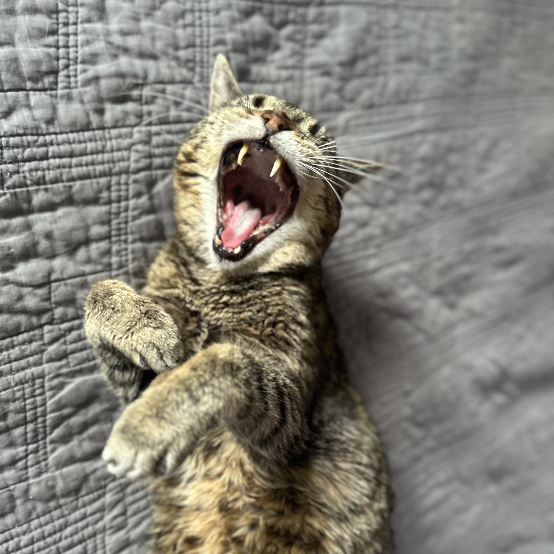 A cat is lying on its back with its mouth open, as if yawning or meowing, on a quilted surface.