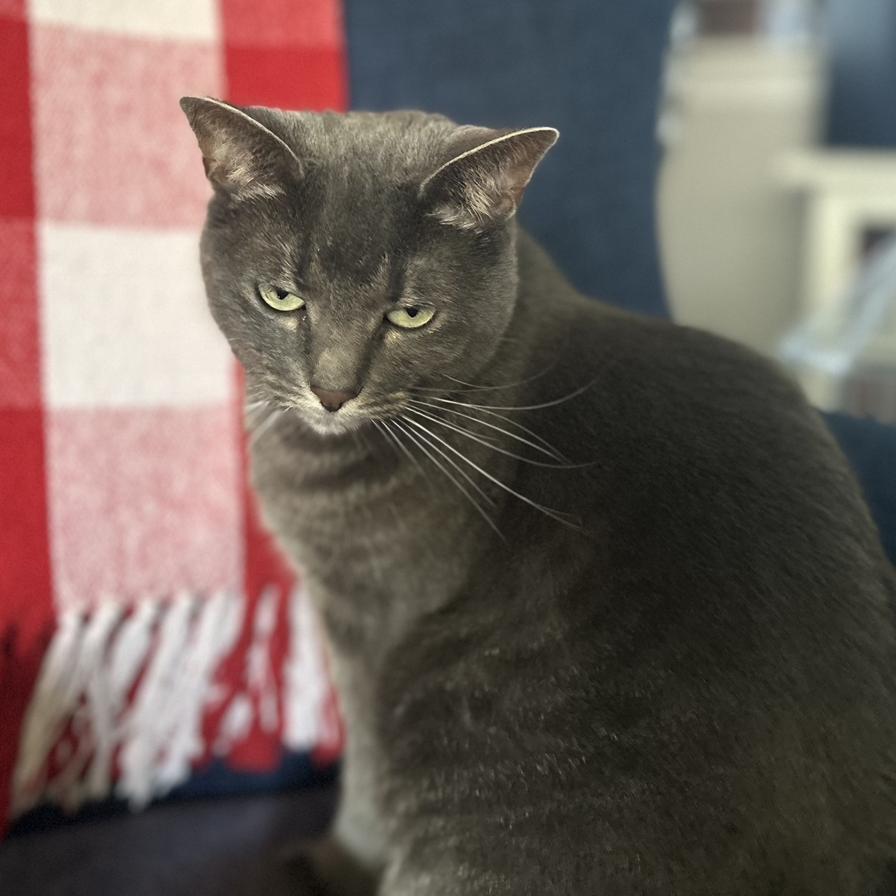 A gray cat sits in front of a red and white checkered blanket.