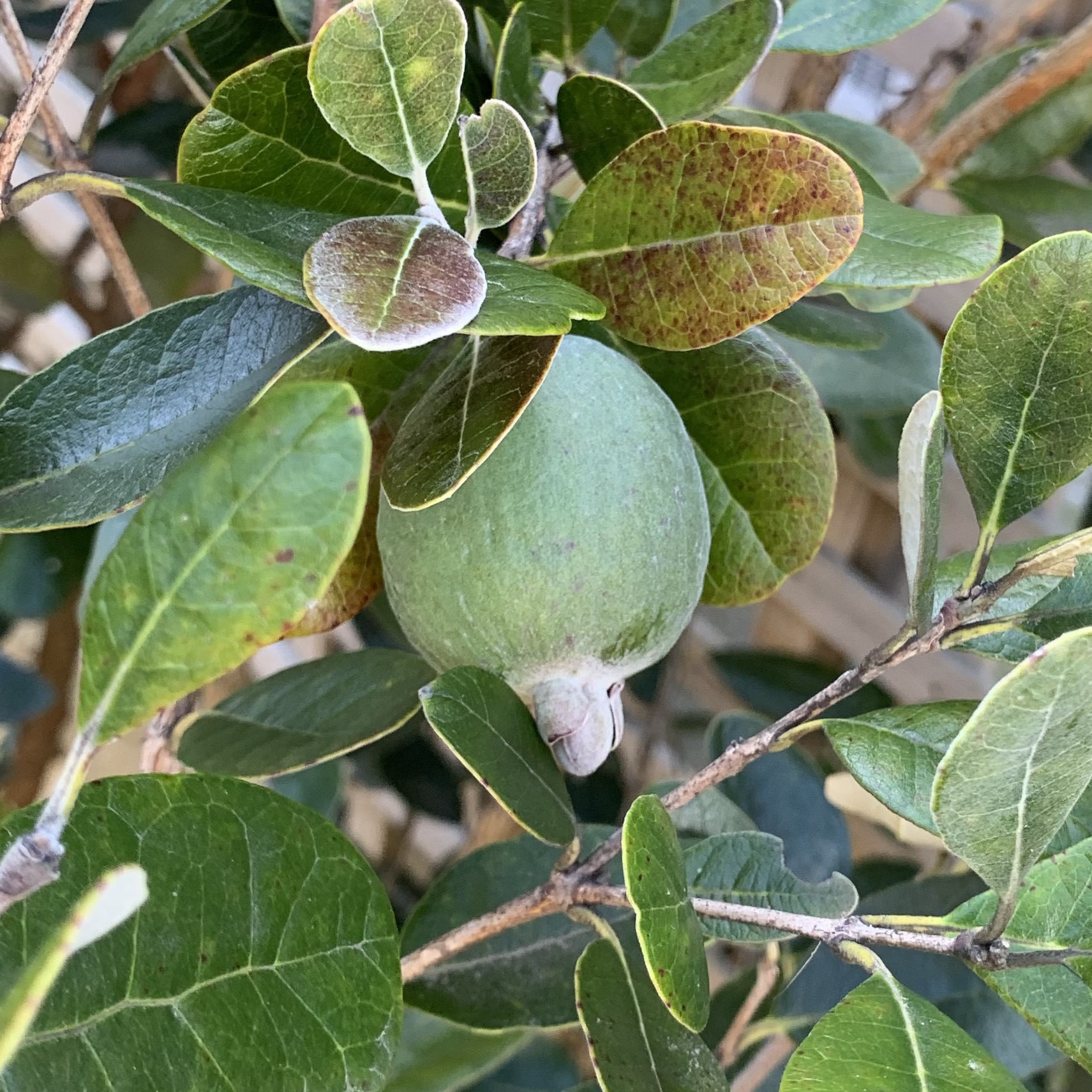 A feijoa, or pineapple guava, on the tree. 