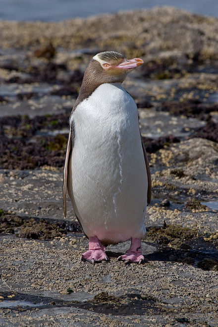 A Hoiho, or Yellow Eyed Penguin. 