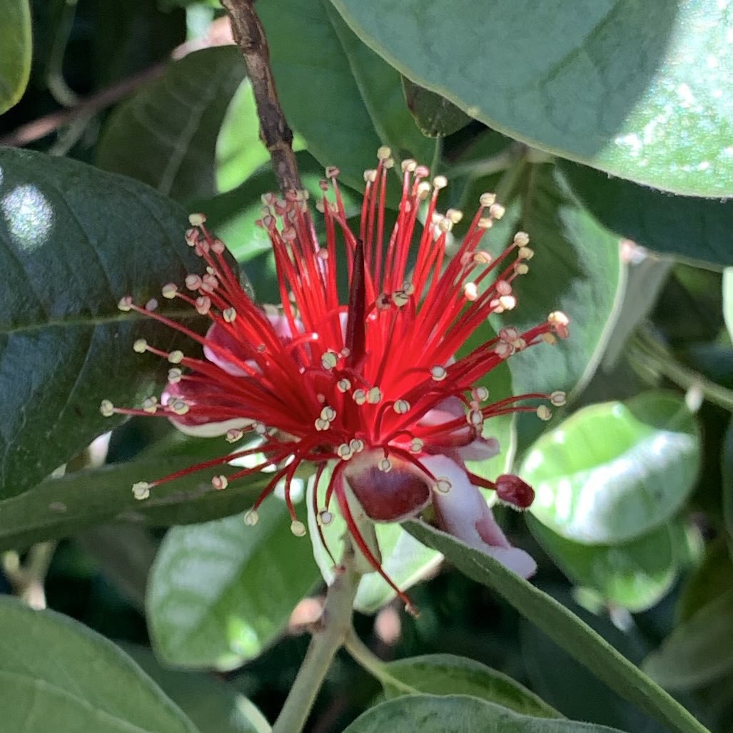 A feijoa flower - red and spindled like other mertles