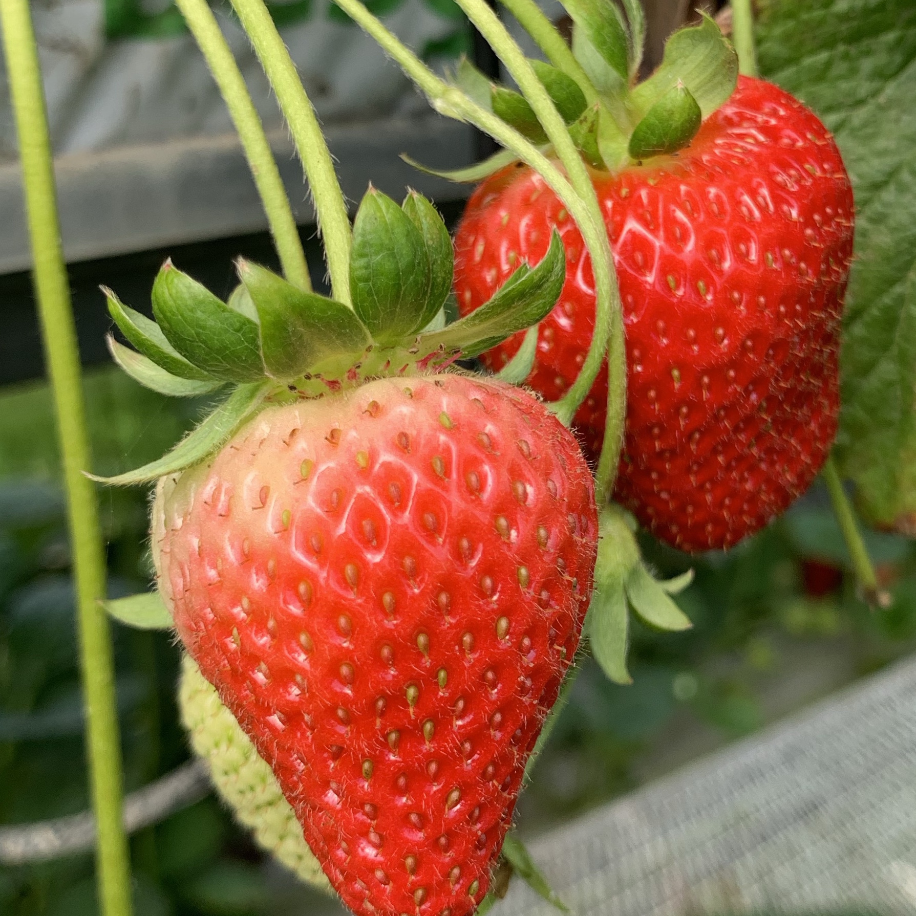 Strawberries on the plant at the pick-your-own farm