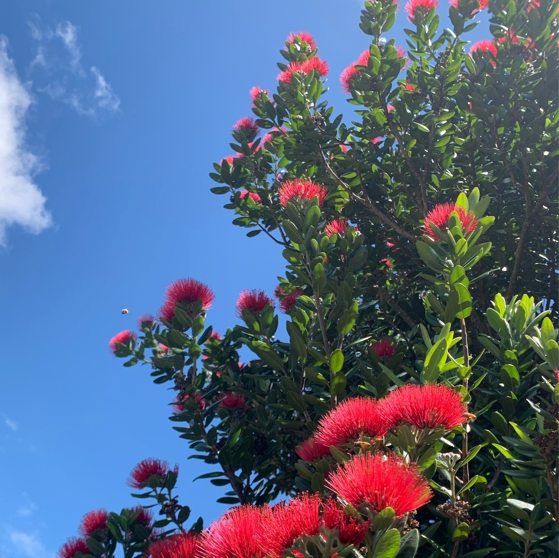 Blue sky in the background, red and green pohutukawa in the foreground