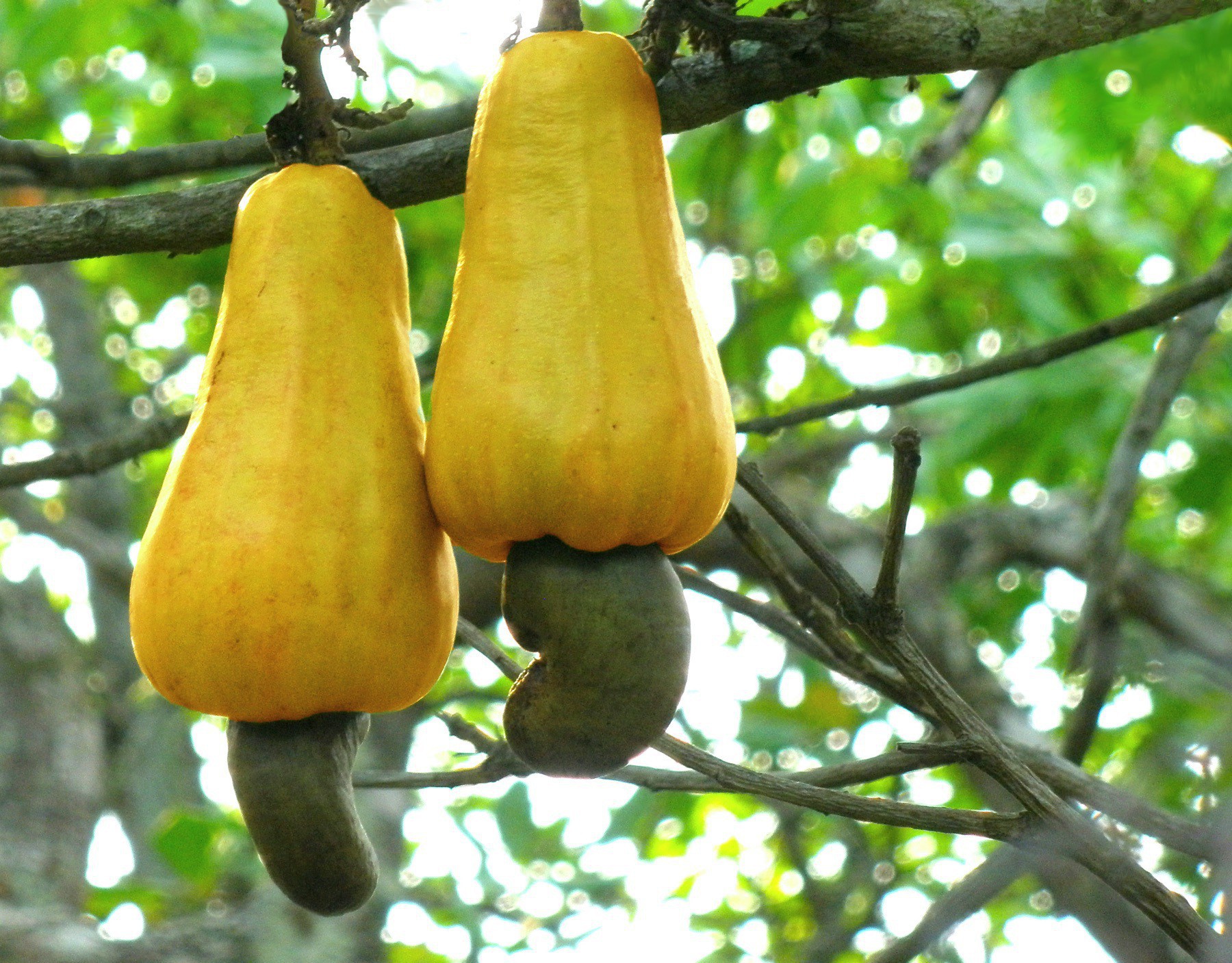 Two cashew apples, which are yellow and look like small a small squash. The nut and shell hang down from the bottom of the apple.