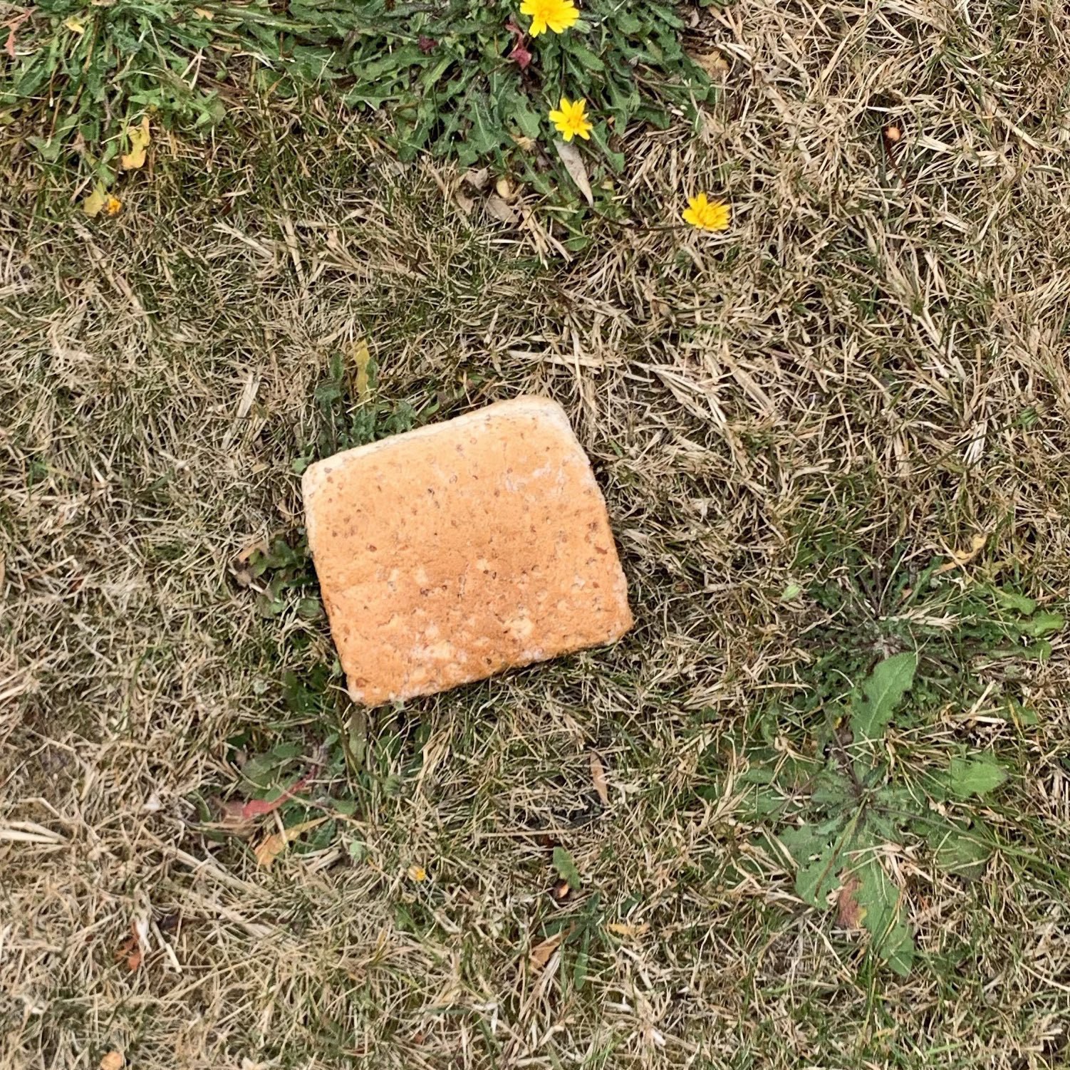 A slice of bread on the grass