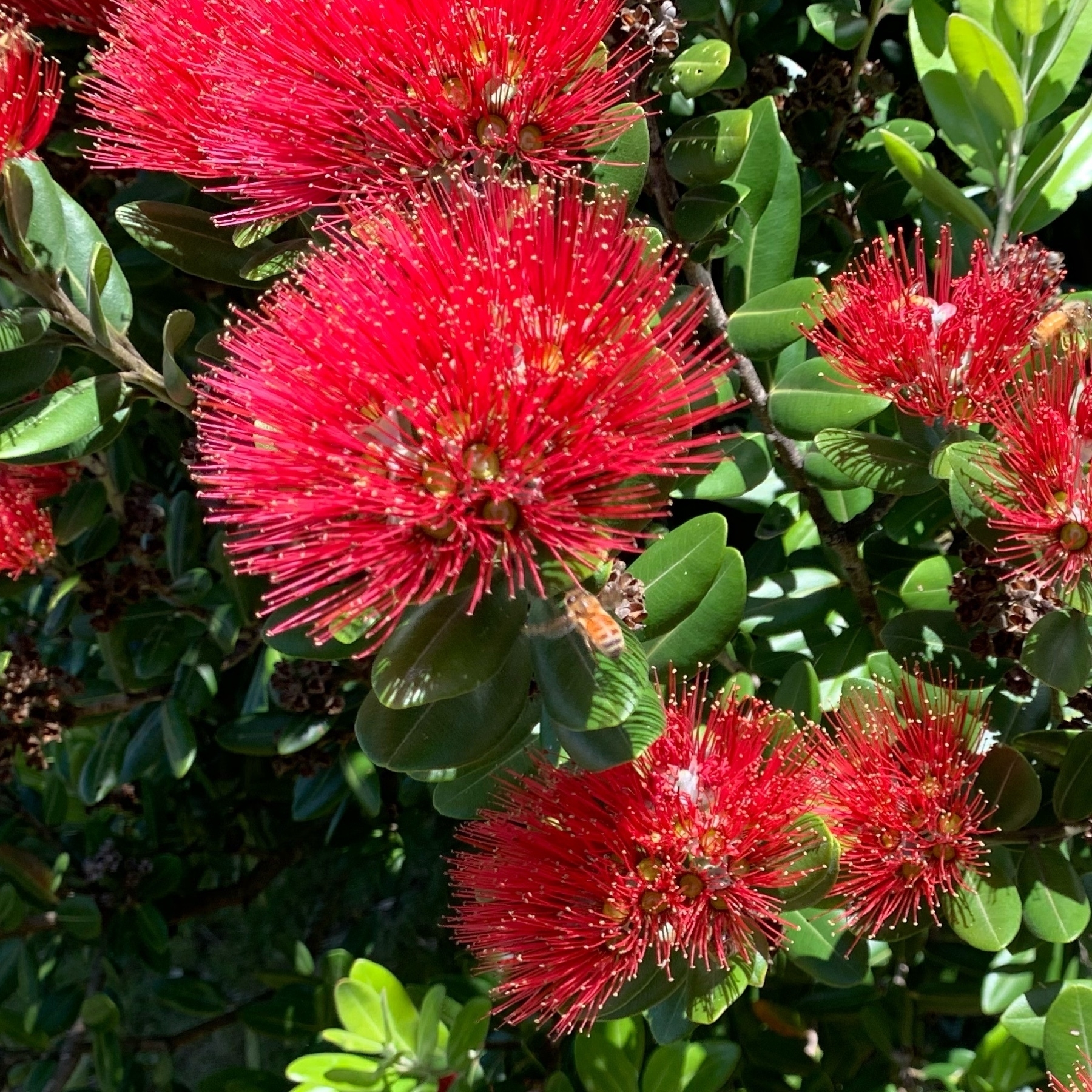 A red pōhutukawa flower with a bee 