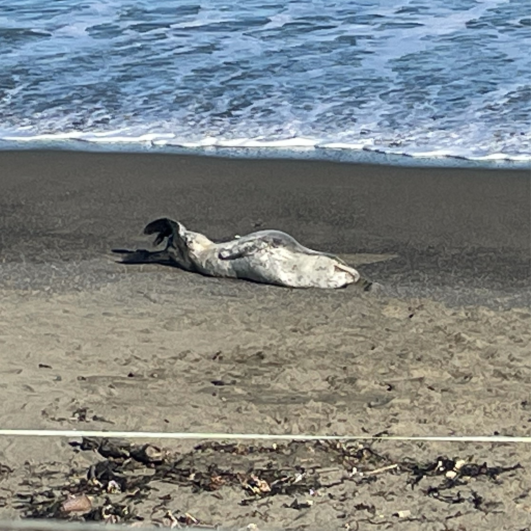 A leopard seal sunning itself at Lyall Bay beach in Wellington