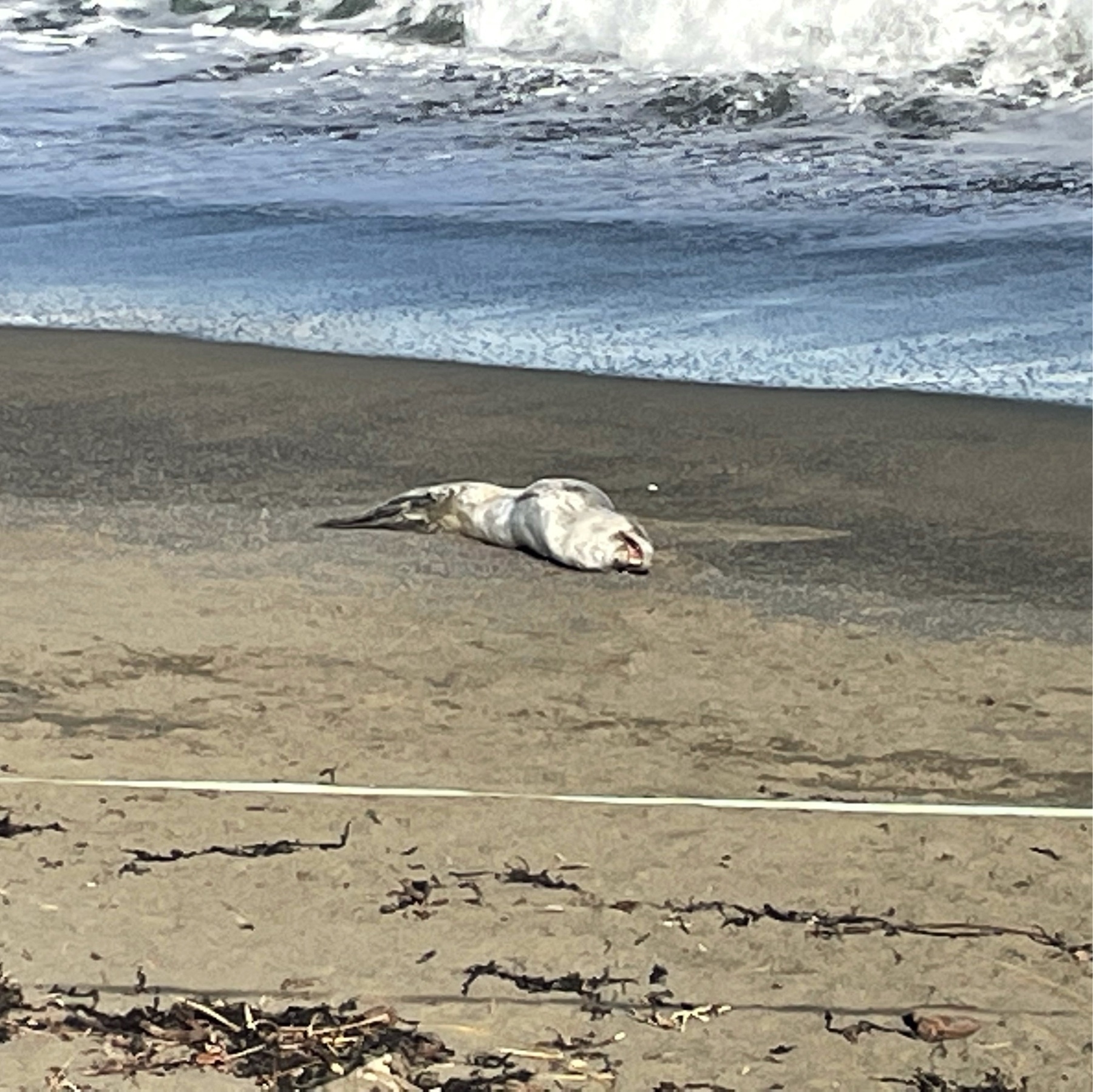 A leopard seal sunning itself at Lyall Bay beach in Wellington