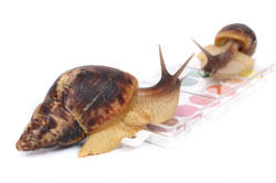 Speed Dating Snails