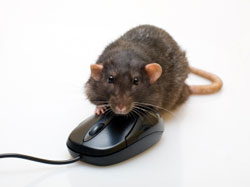 Rat on Mouse