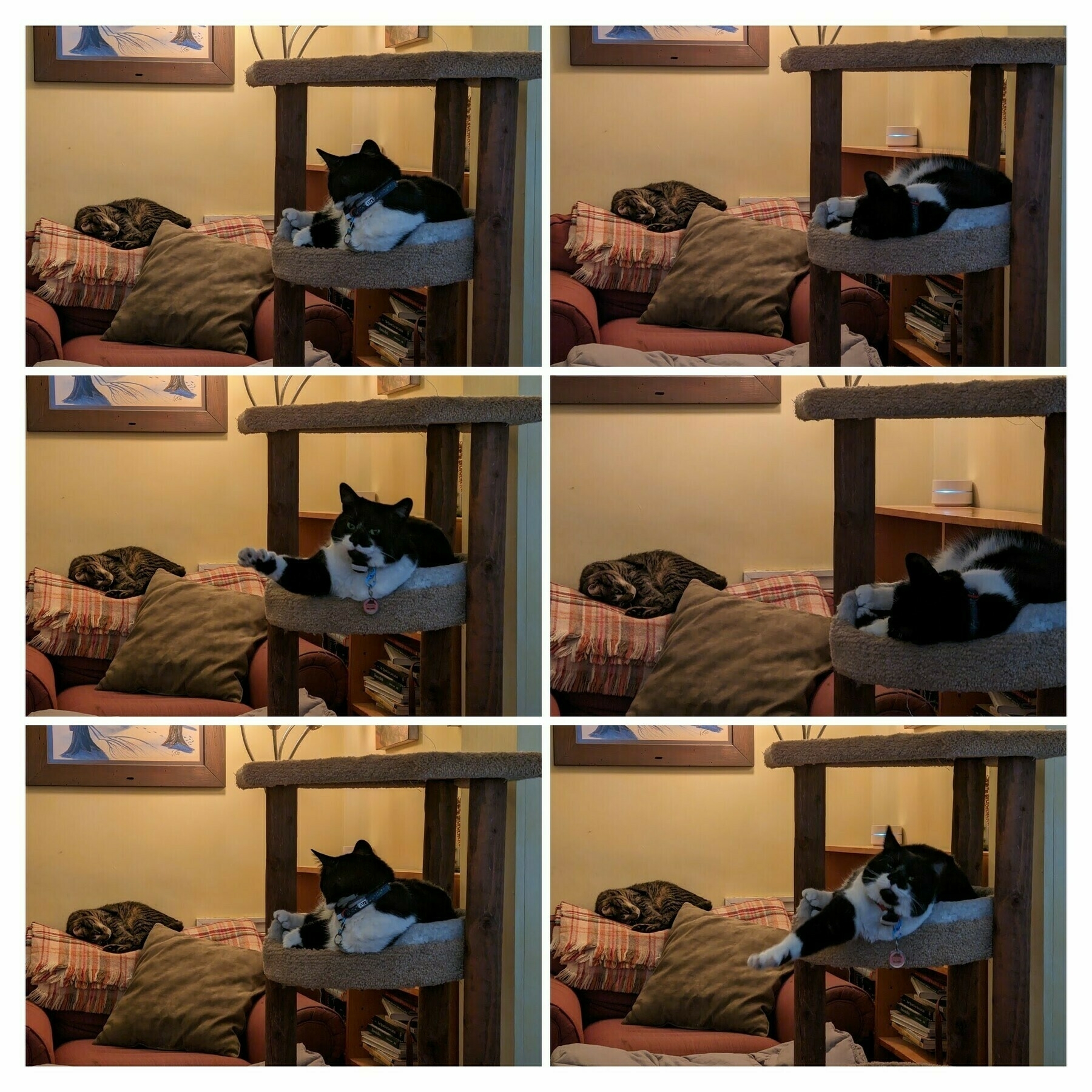photo collage of two cats lying around being cute, but useless