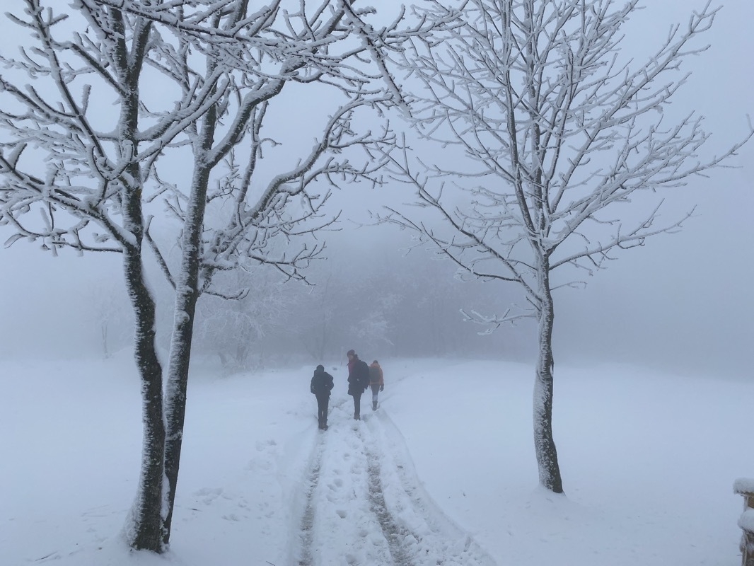 Foggy & Snowy Trees