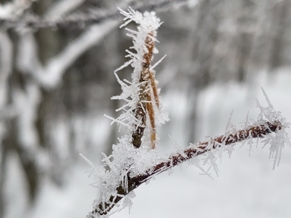 Ice crystals on branches.